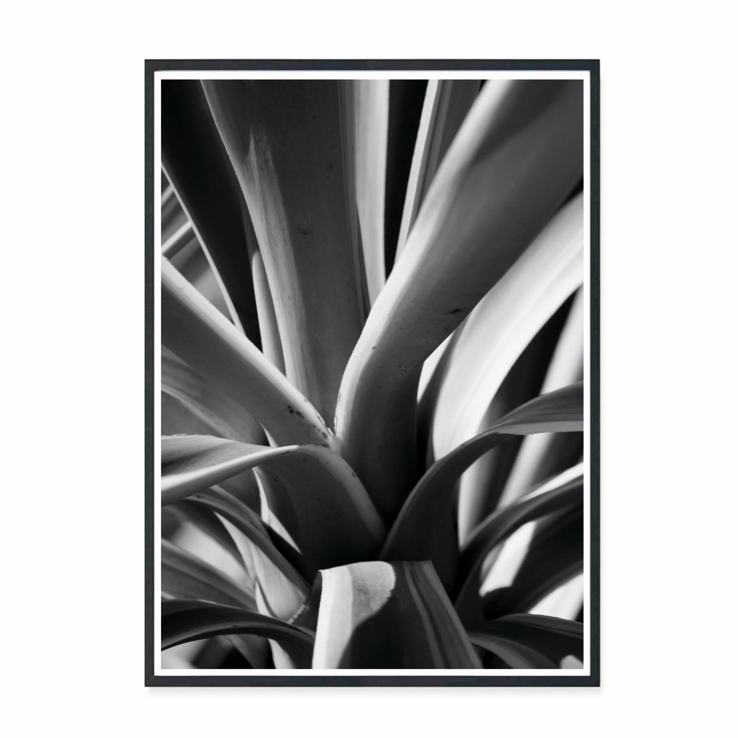 Yucca II BW