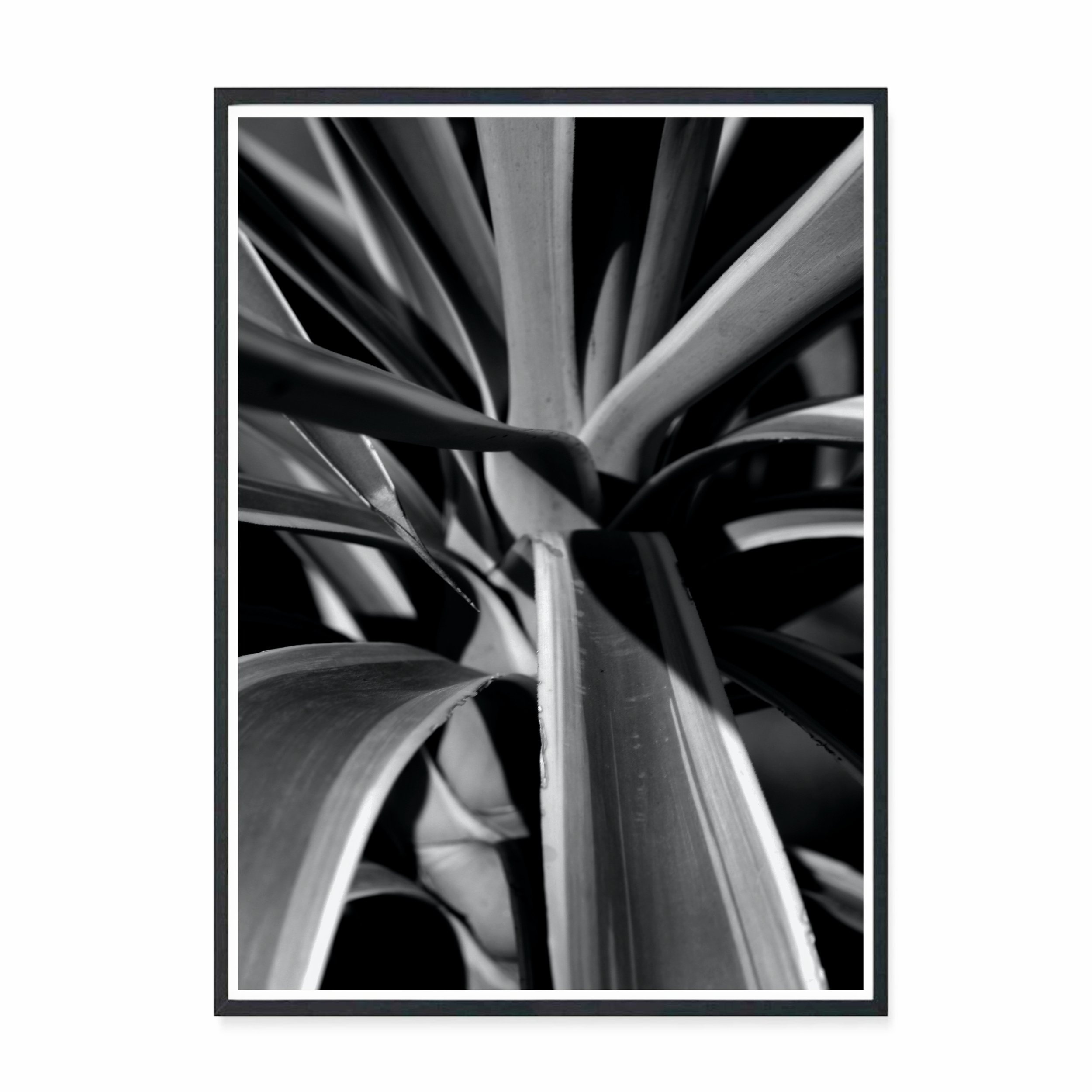 Yucca III BW