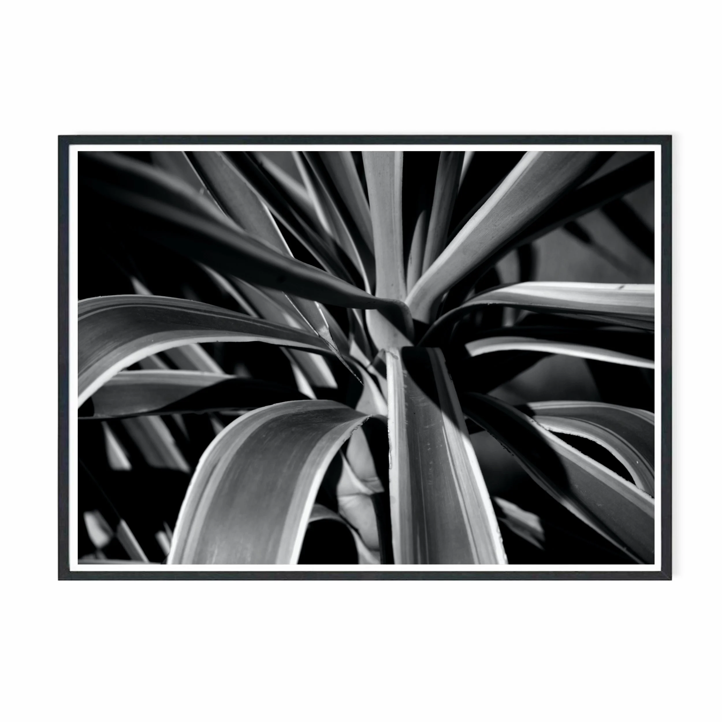 Yucca VI BW