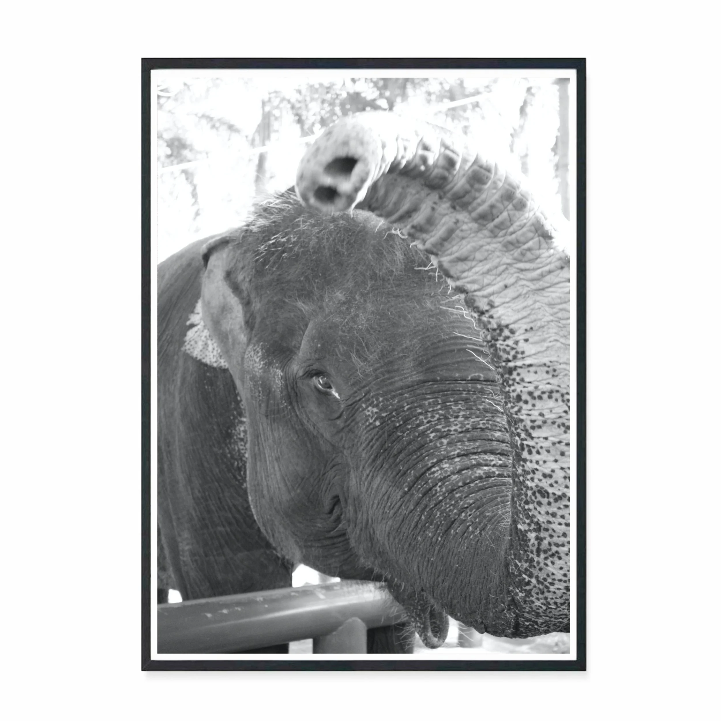 Baliphant I