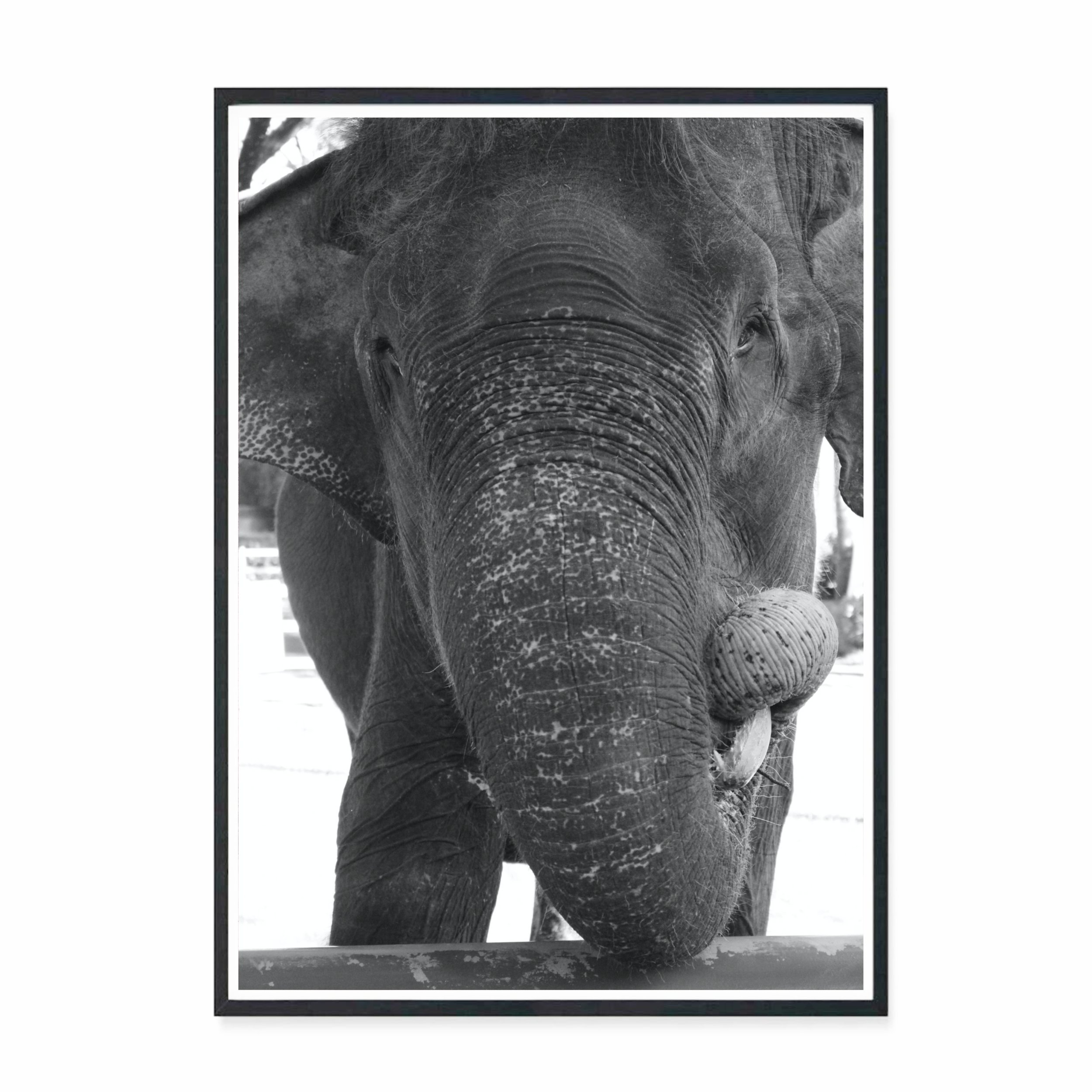 Baliphant II