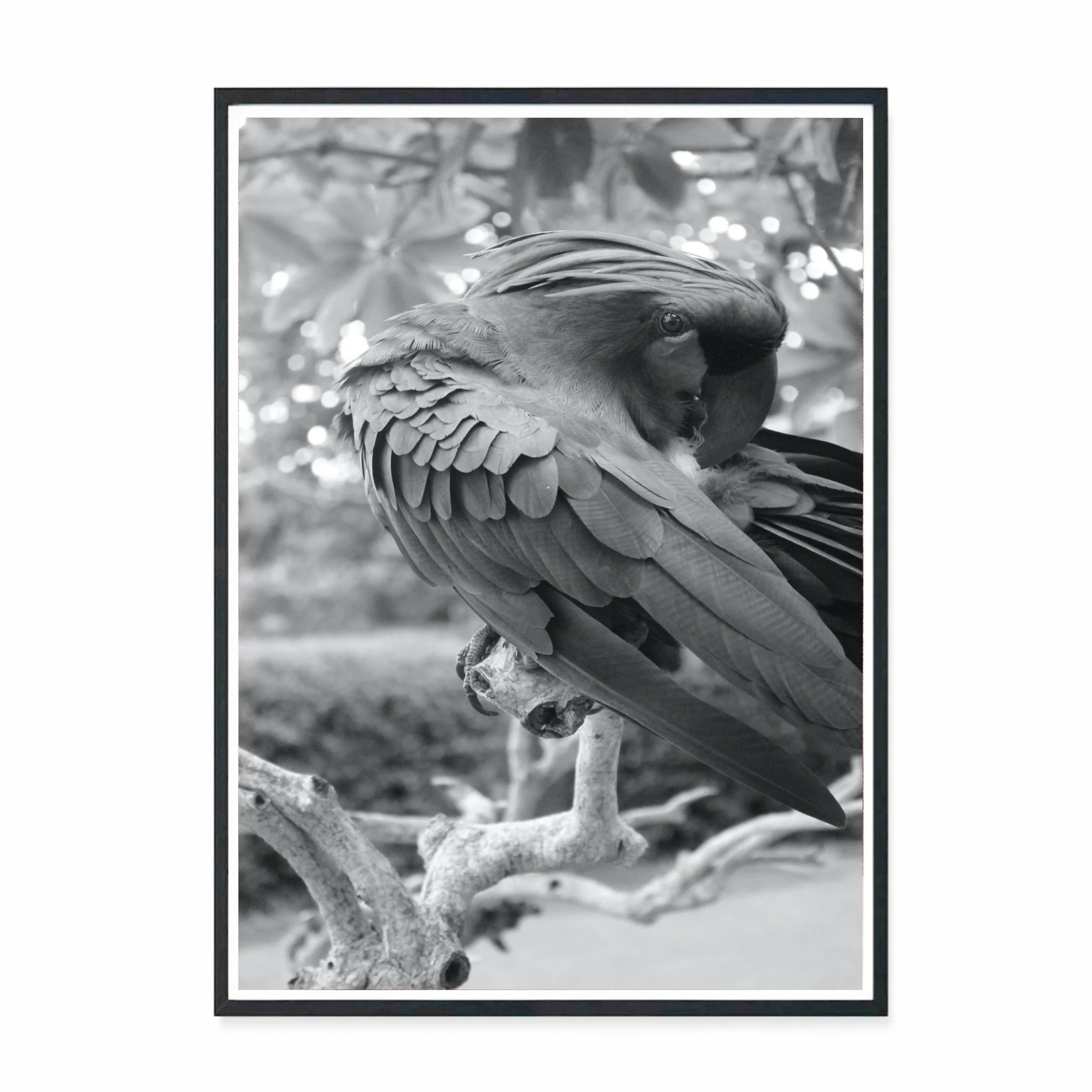 Bali Bird