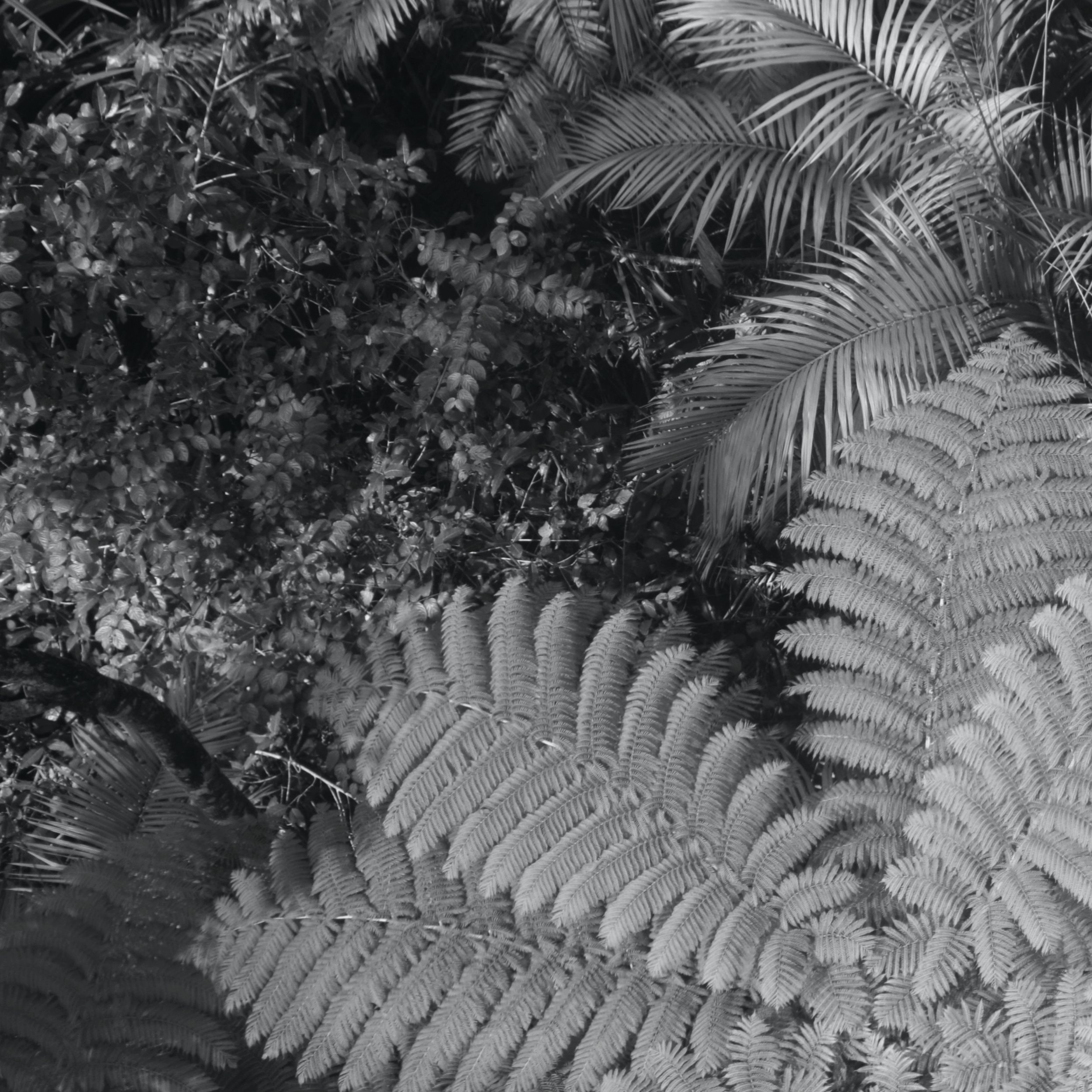 Canopy Textures 2.jpg