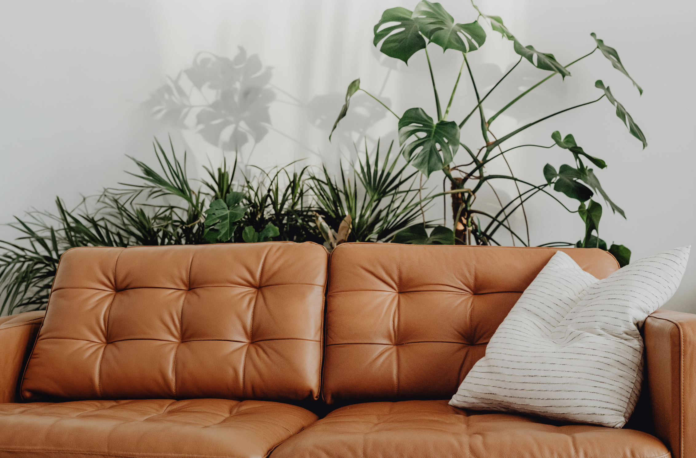 A tan leather couch with a white striped dog bed or pillow on it, placed against a light-colored wall with large green houseplants and their shadows in the background.