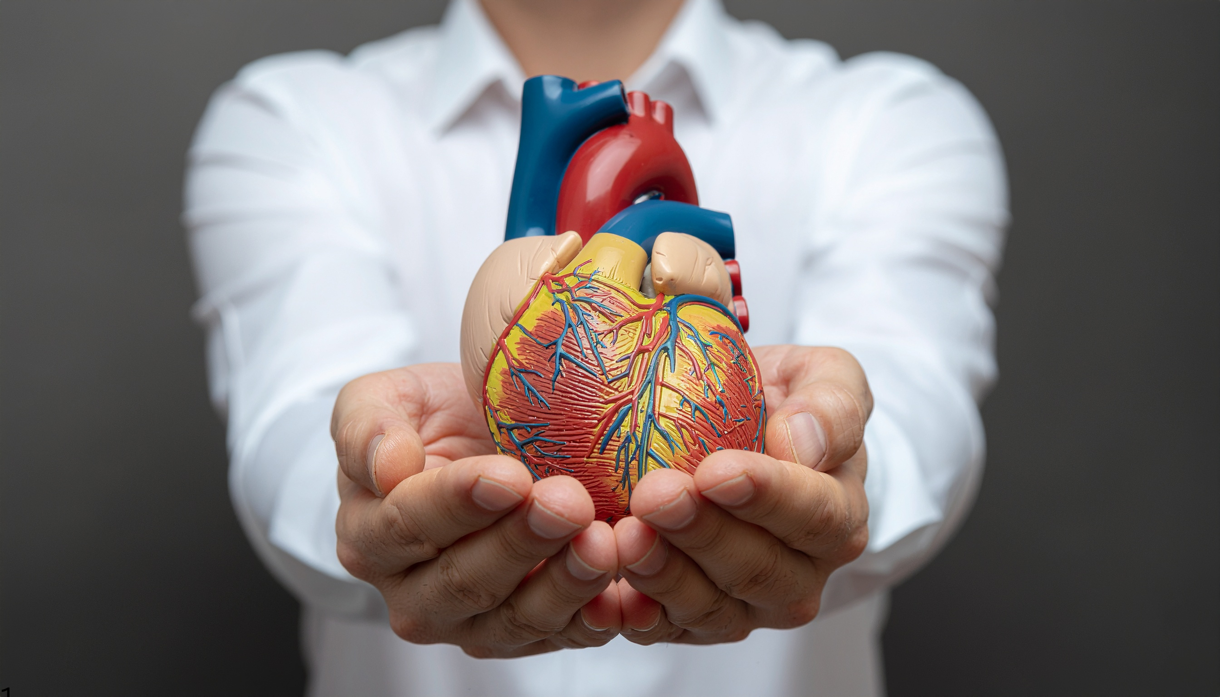 Person in white shirt holding a colorful anatomical model of a human heart.