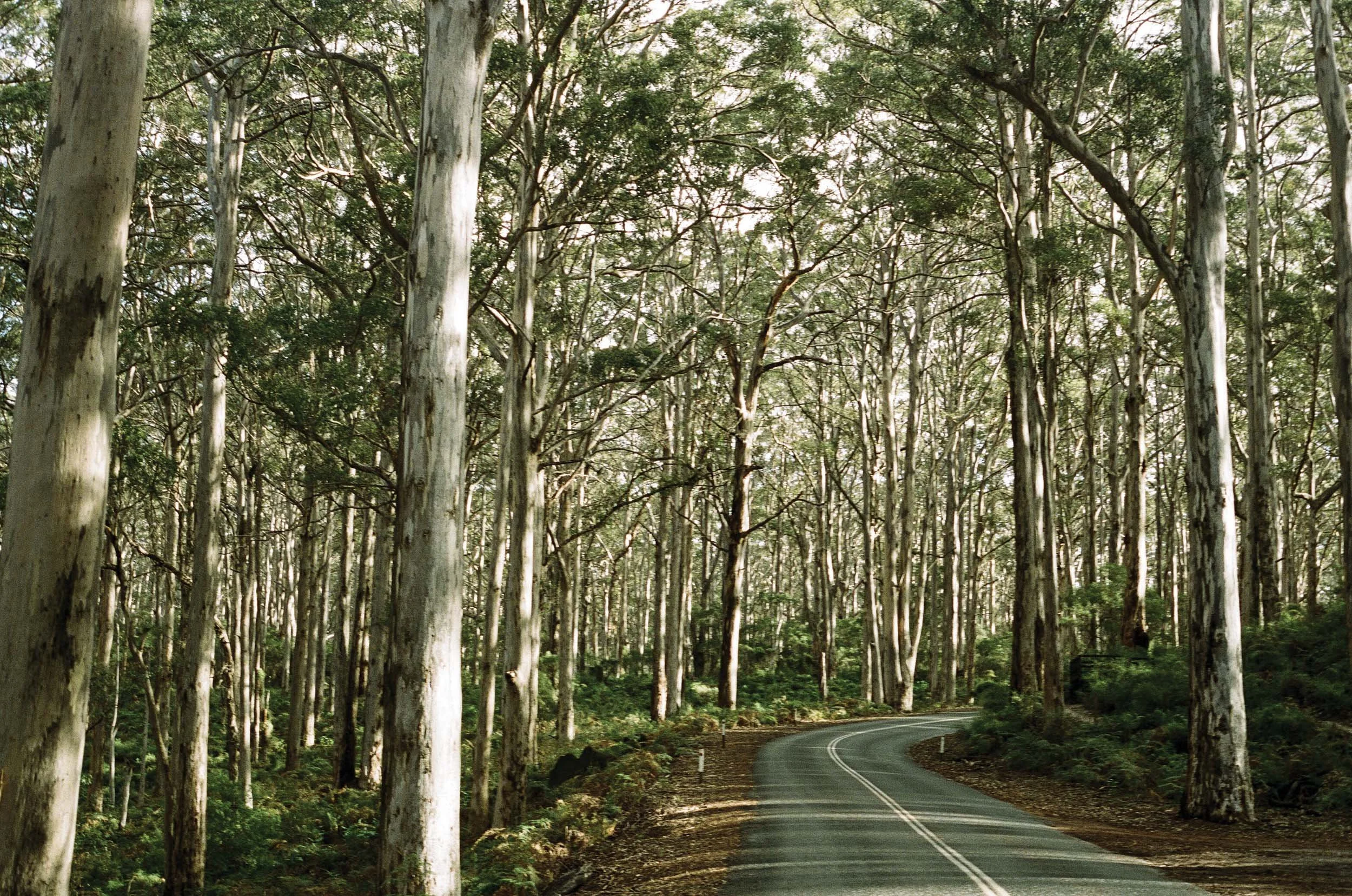 A winding road through a dense forest of tall, slender trees with light-colored bark and green foliage.
