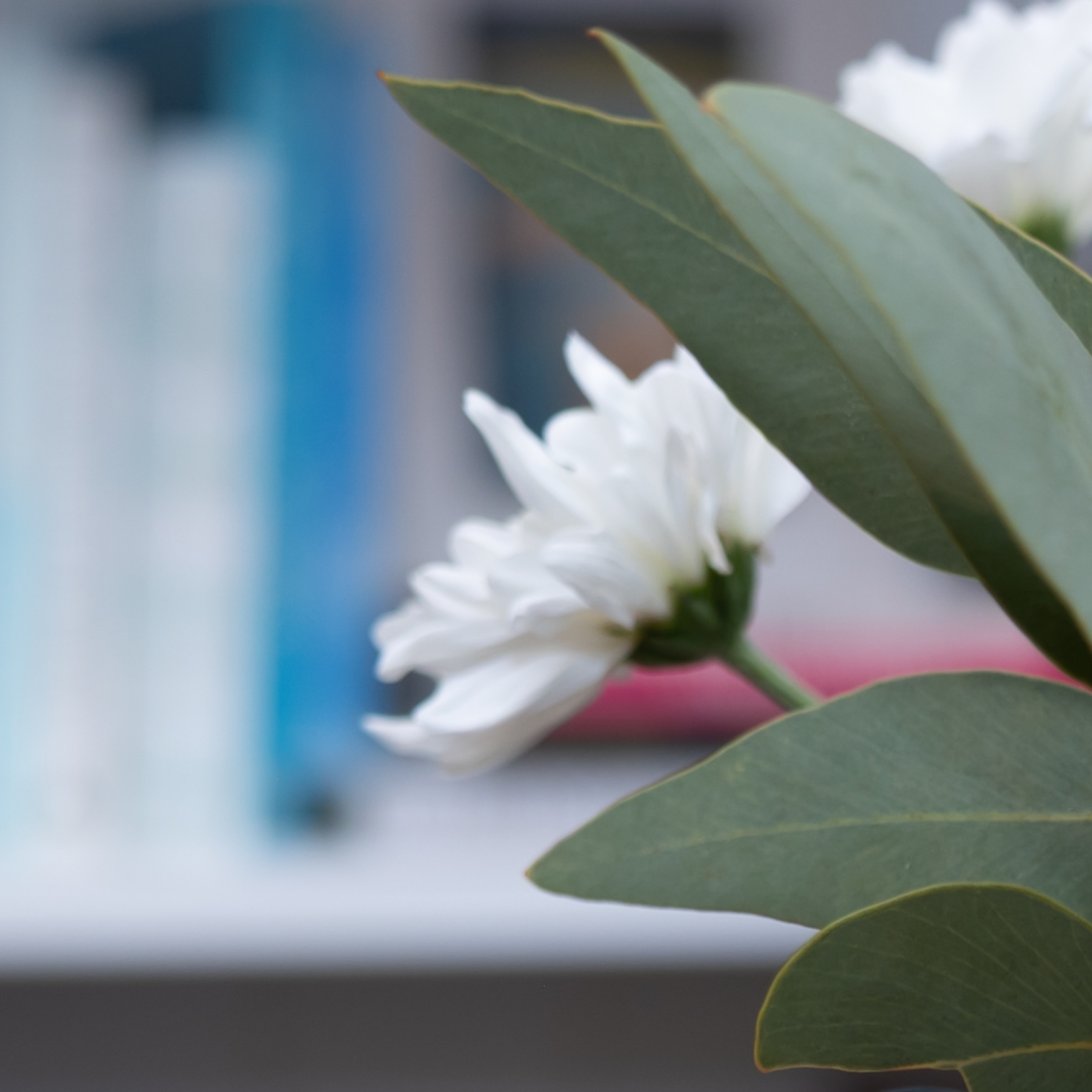 Close-up of a white flower with green leaves on a blurred background.