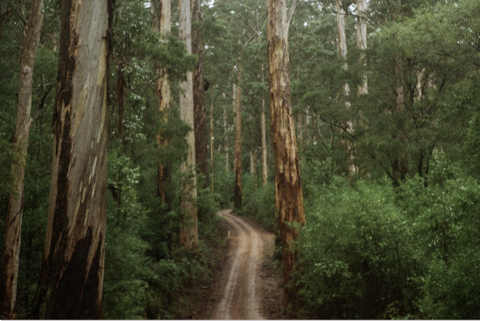 A dirt trail winds through a dense green forest with tall trees and lush foliage.