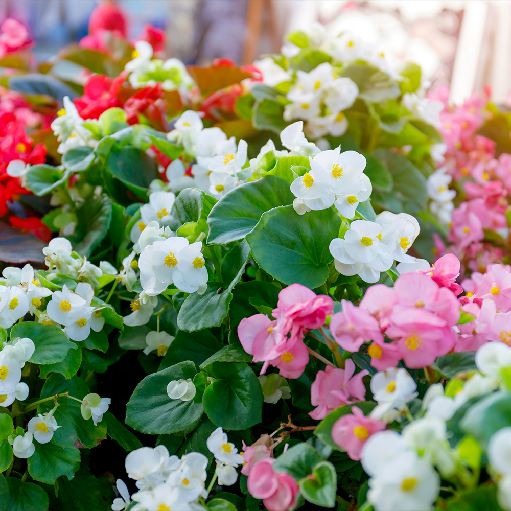 Kesäbegonia