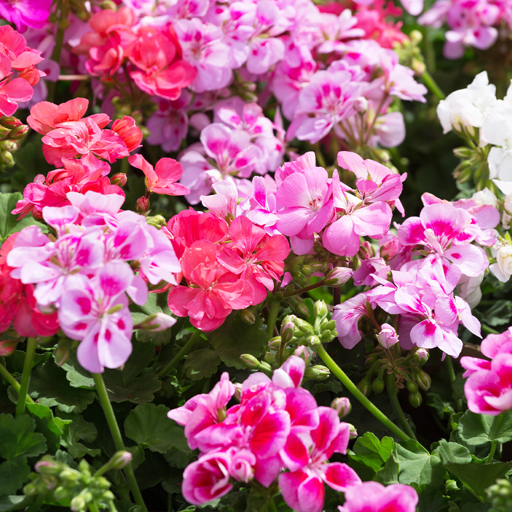 Pelargoni