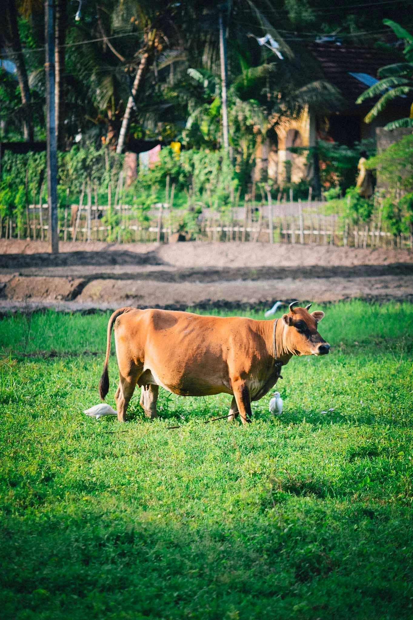 Lanka Surf House — Pitiduwa Village, Weligama — A brown cow grazing on a lush green field with trees and houses in the background, under a partly cloudy blue sky.