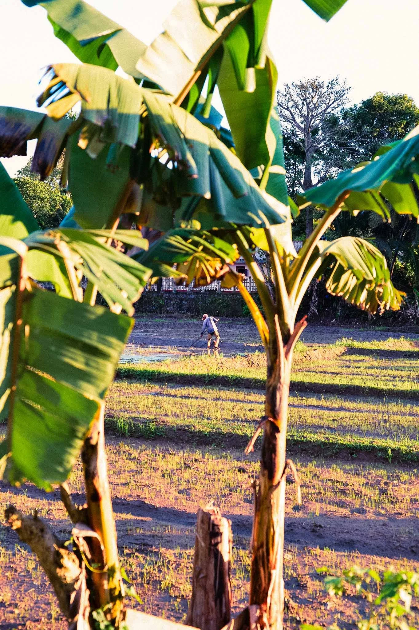 A large banana plant with broad green leaves in a sunny outdoor setting, with trees and a person working in the background.