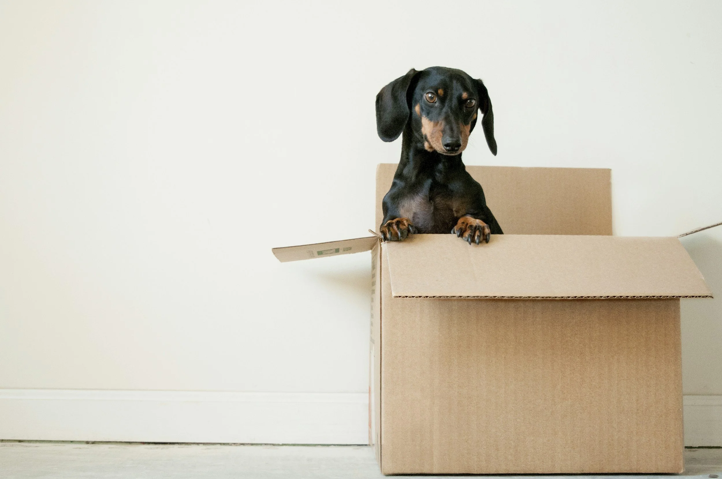 a black dog hiding in a moving box
