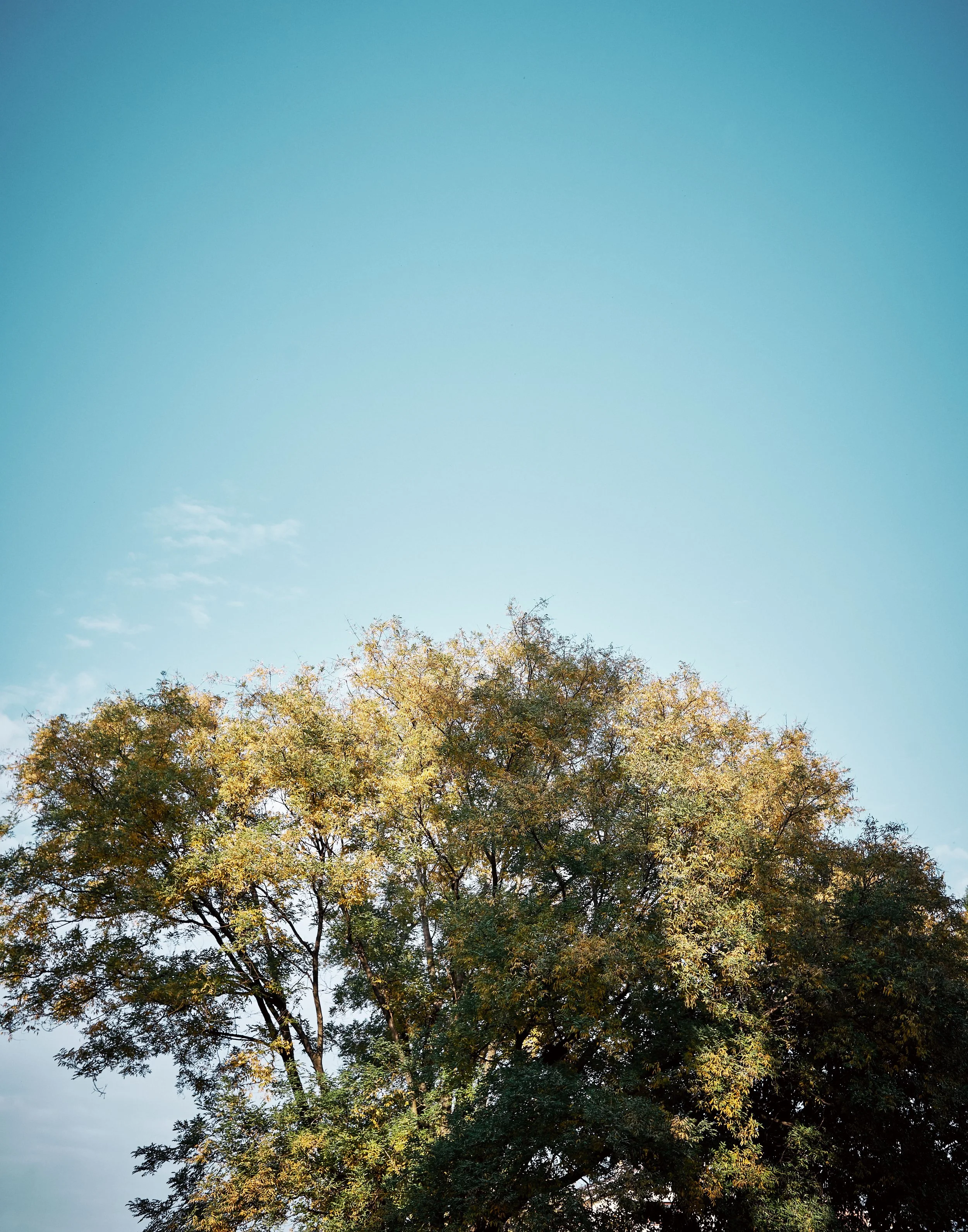 Ein Baum mit grünen Blättern im Sonnenlicht, blauer Himmel im Hintergrund.