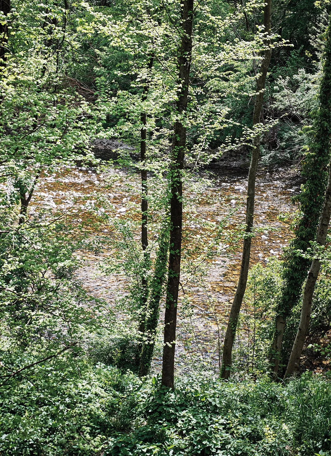 Ein grüner Wald mit Bäumen und einem Bach, der durch den Wald fließt.