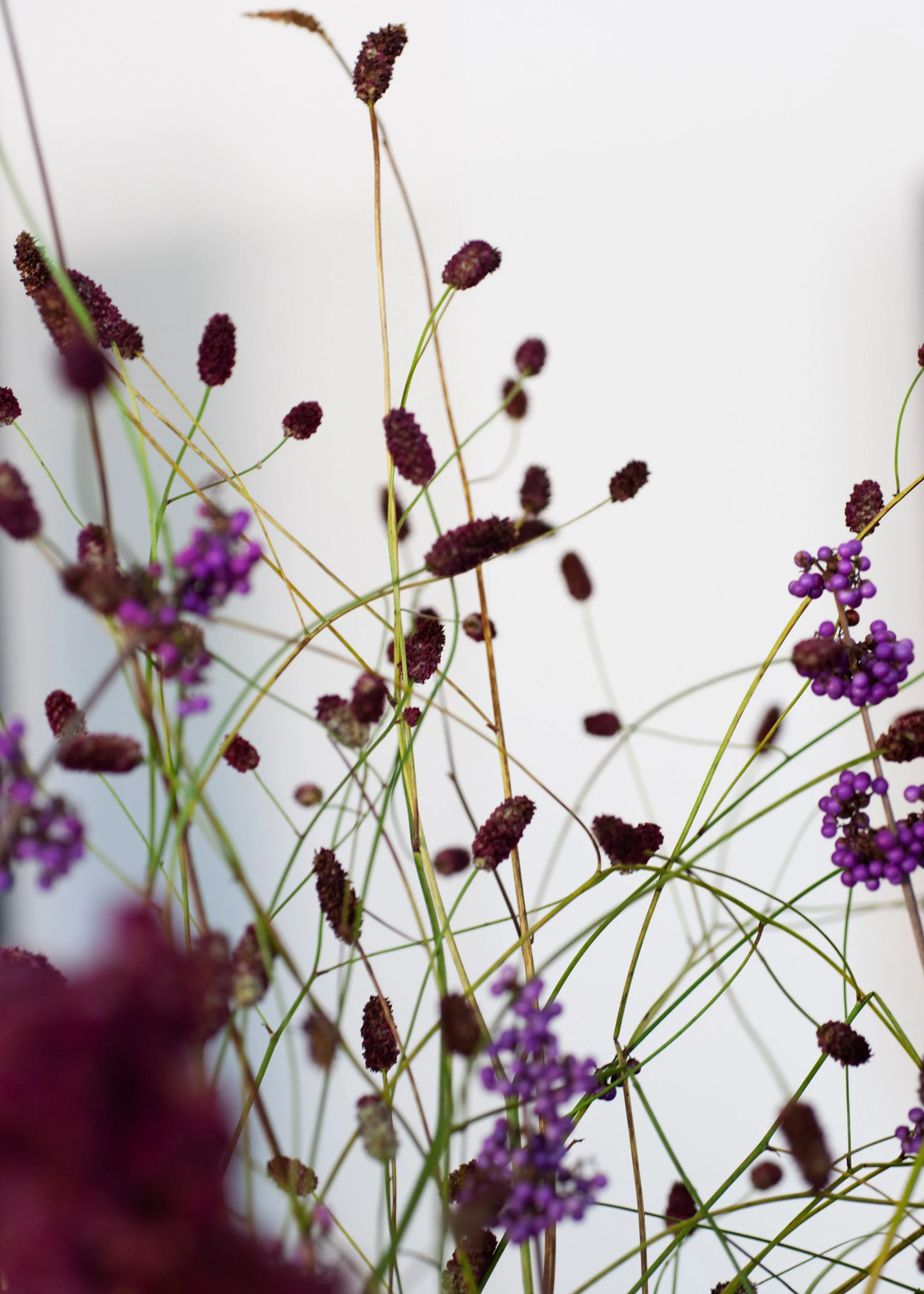Dünne, lilafarbene und braune Blüten mit langen, dünnen Gräsern vor hellem Hintergrund.