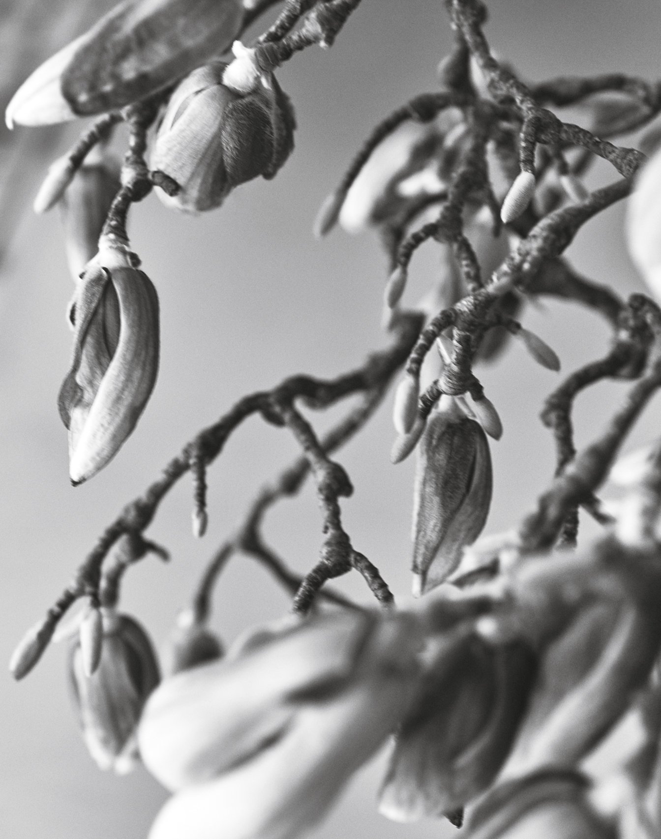 Künstlerische Schwarz-Weiß-Fotografie eines Kiefernzapfens an einem natürlichen Zweig. Die feinen Details und die monochrome Ästhetik schaffen eine elegante und zeitlose Naturaufnahme mit minimalistischer Schönheit und hochwertiger botanischer Fotoku