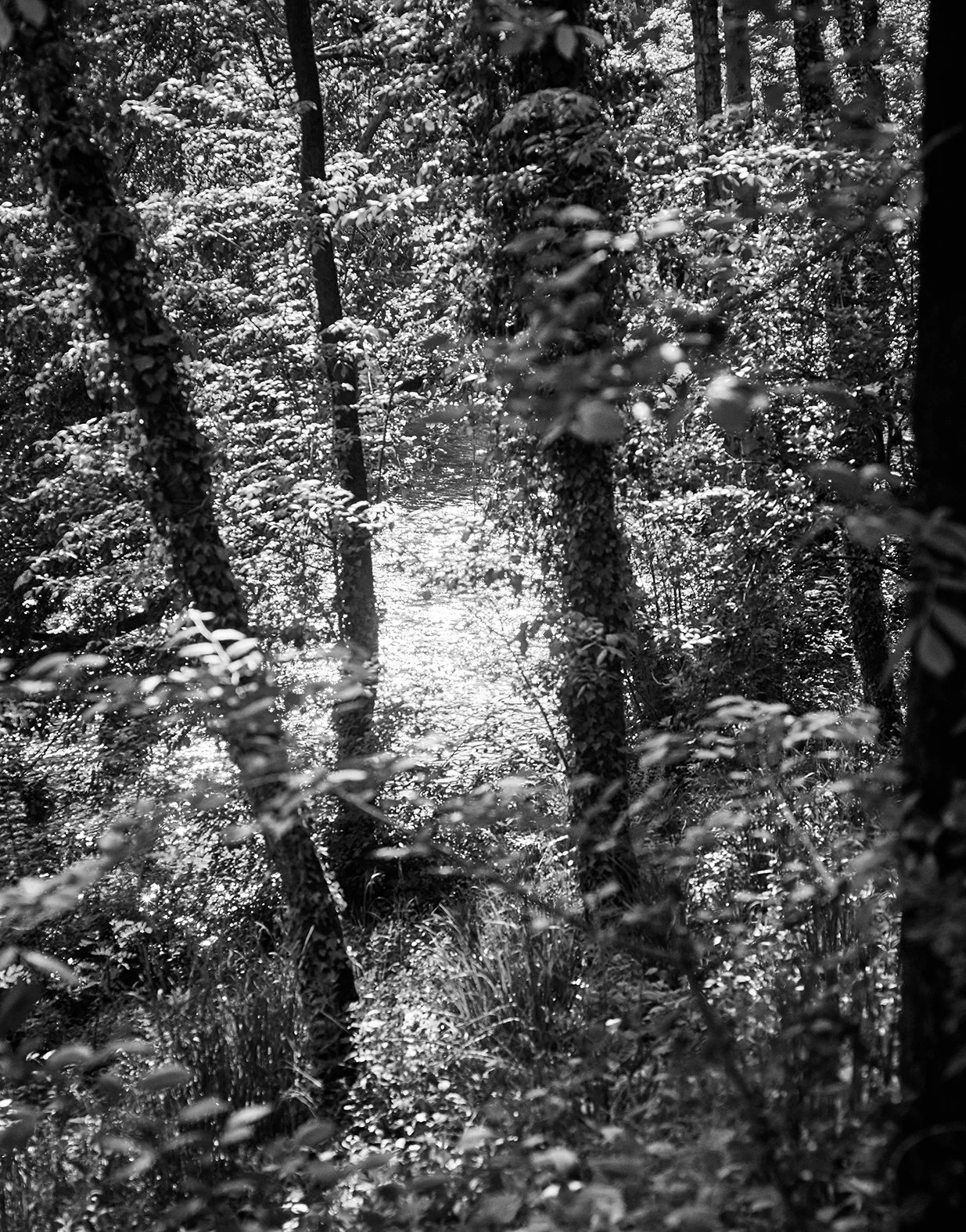 Schwarz-weiß-Foto eines dichten Waldes mit Bäumen und Vegetation, die von Sonnenlicht durchdrungen sind.