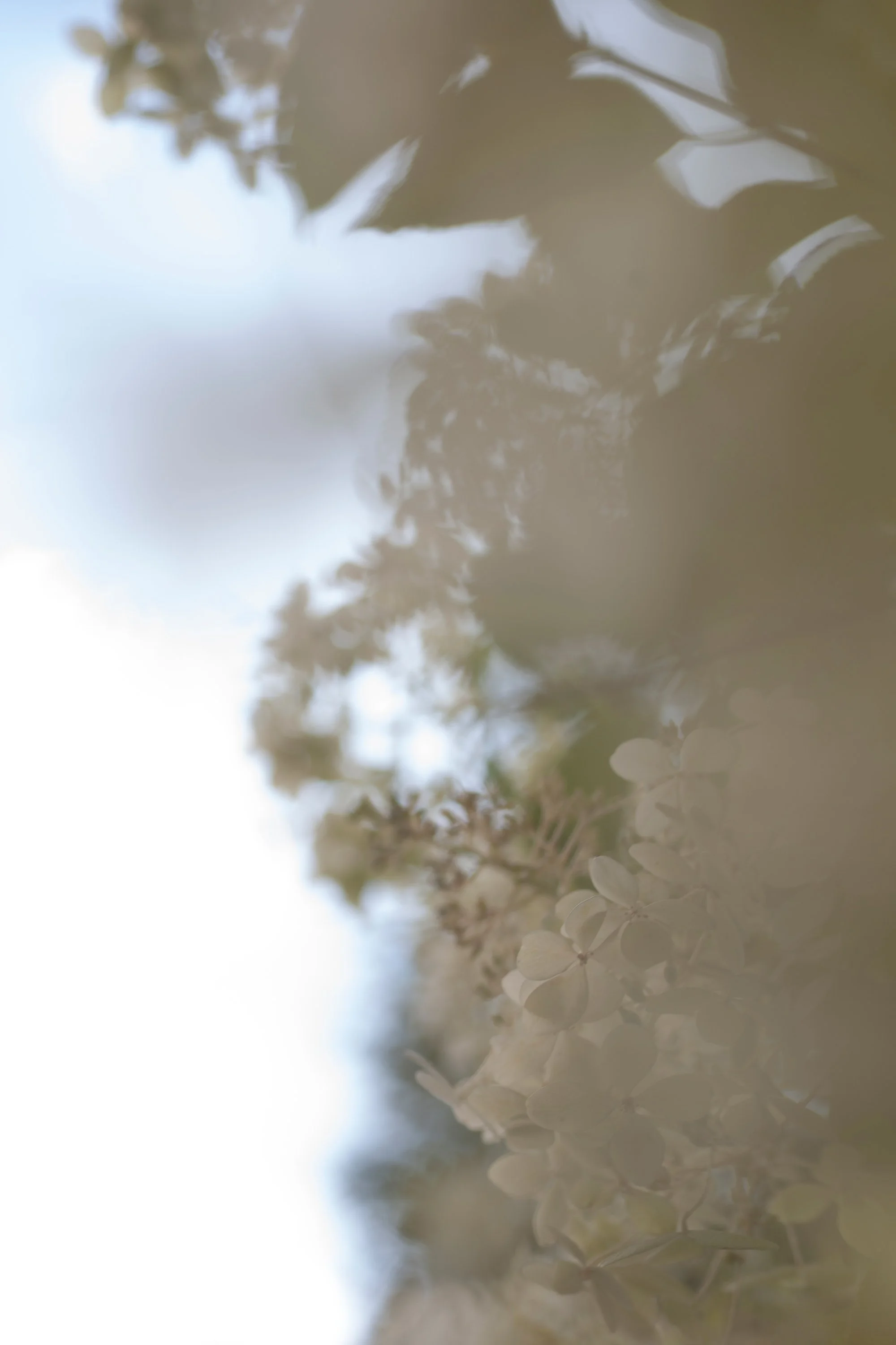 Nahaufnahme von weißen Hortensienblüten im Vordergrund, mit unscharfem Hintergrund von Bäumen und Himmel.