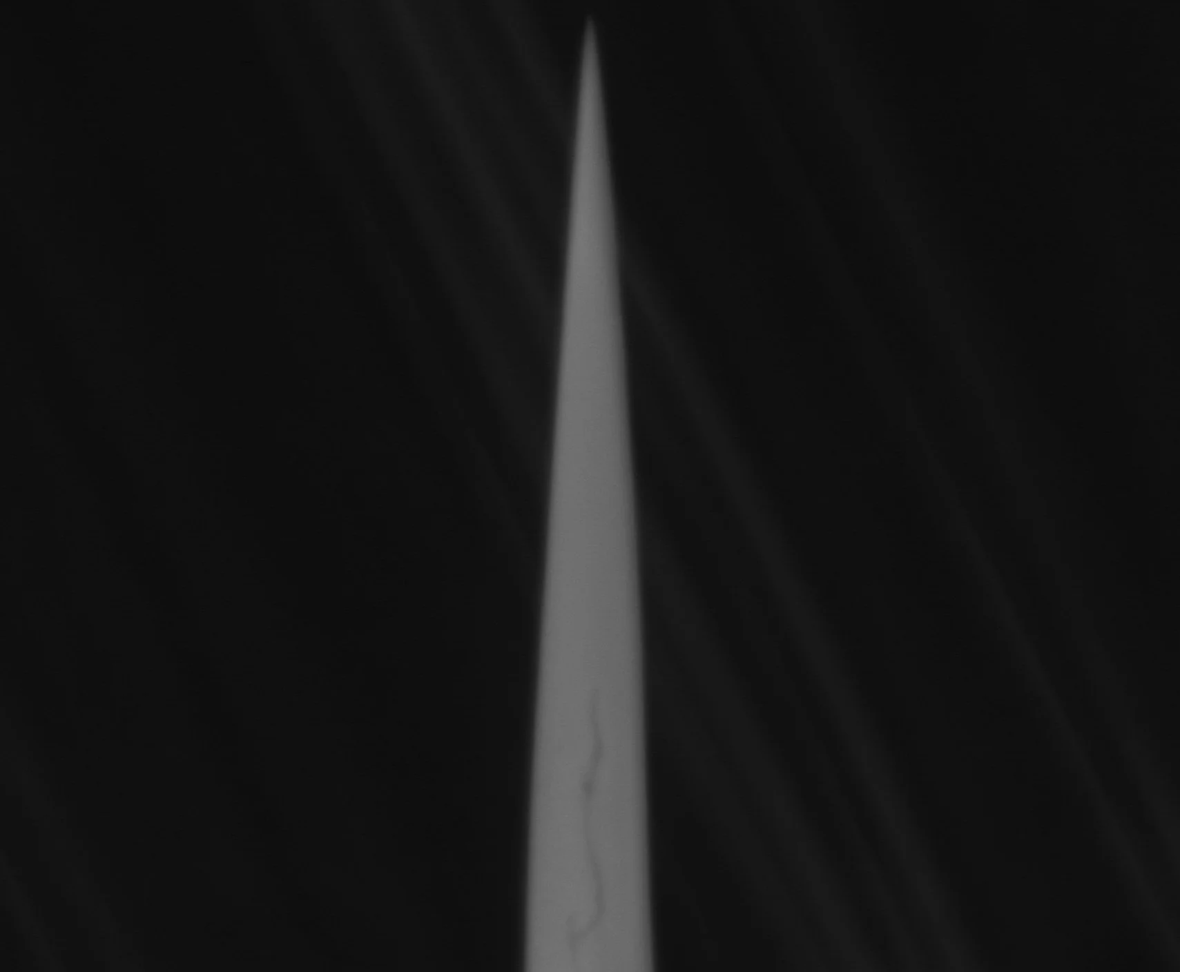 Before thinning45.jpg
