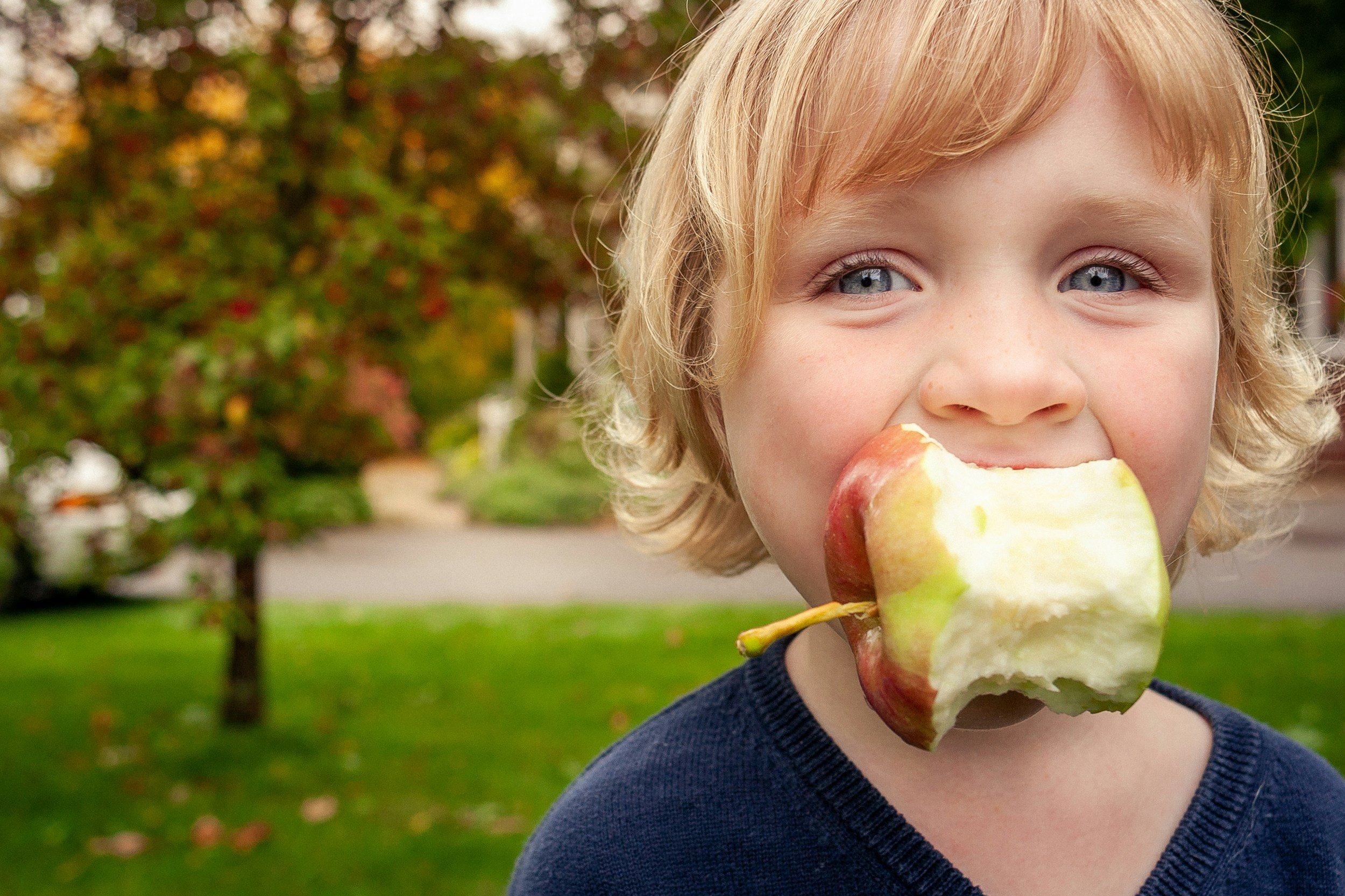 A young child with blond hair and blue eyes eating a large red and green apple outdoors during autumn.