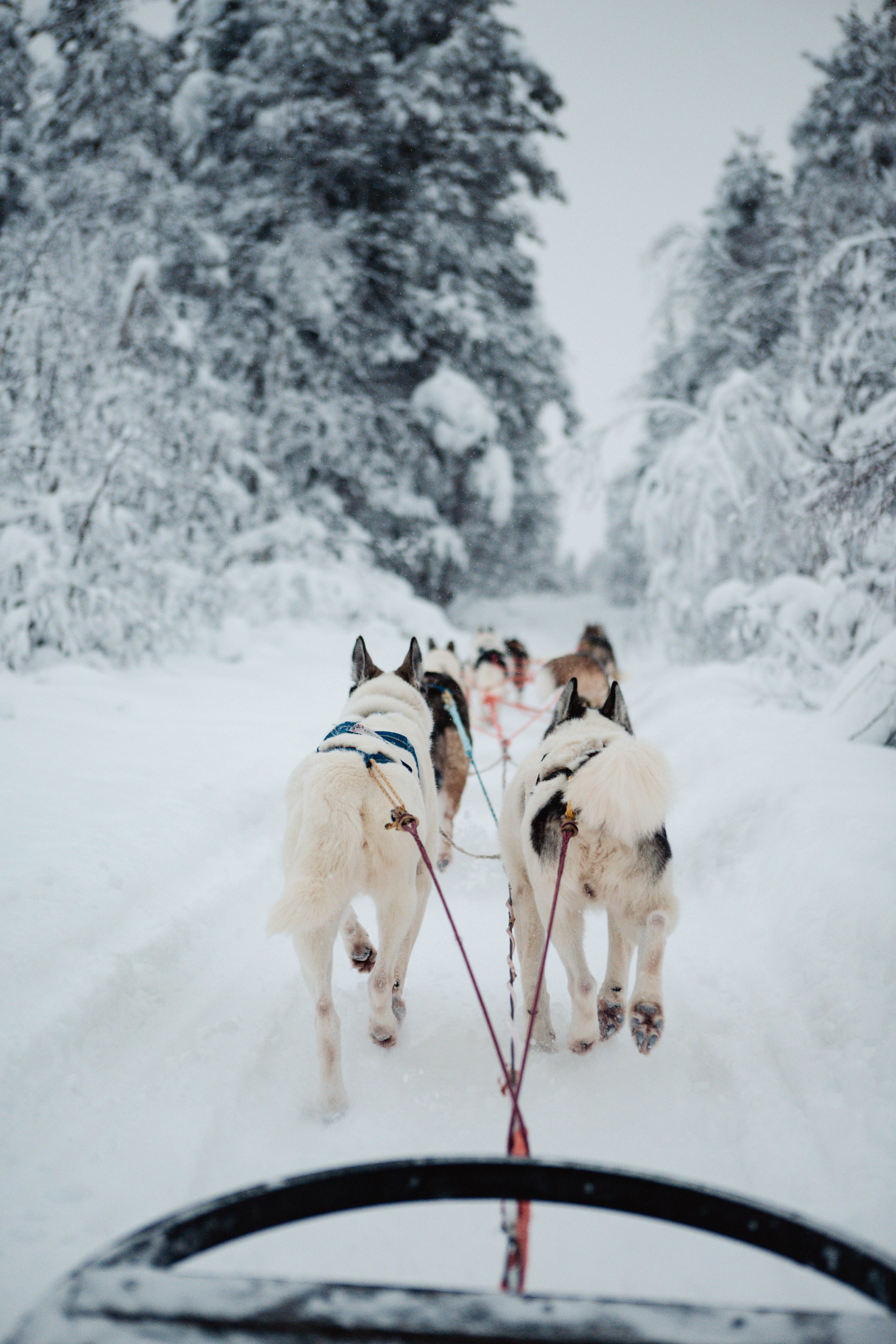 Schlittenhunde ziehen einen Schlitten durch eine verschneite Winterlandschaft mit eingefrorenen Bäumen im Hintergrund.