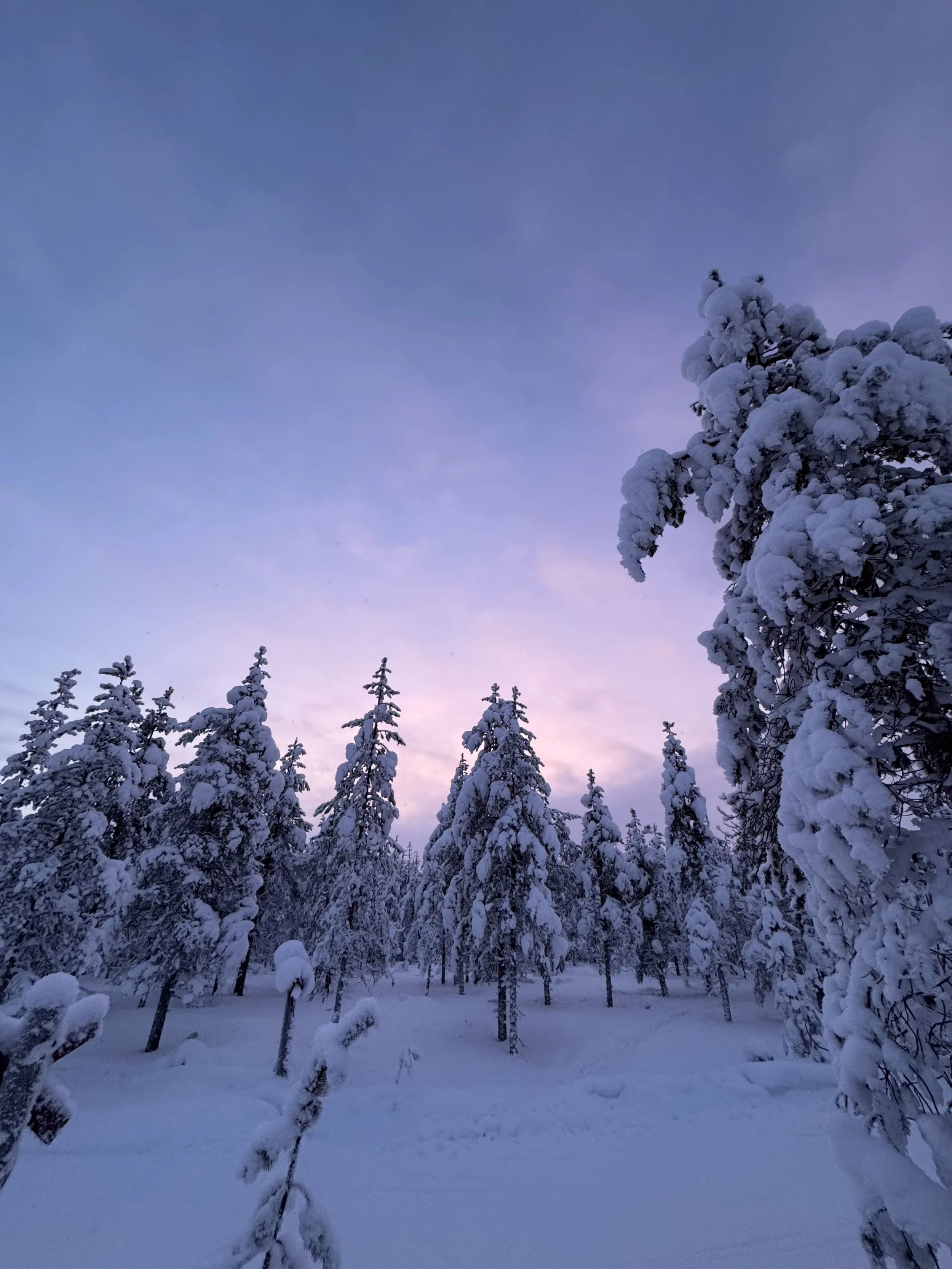 Schneebedeuerte Tannen im Winter unter einem blauen Himmel bei Sonnenaufgang oder Sonnenuntergang.