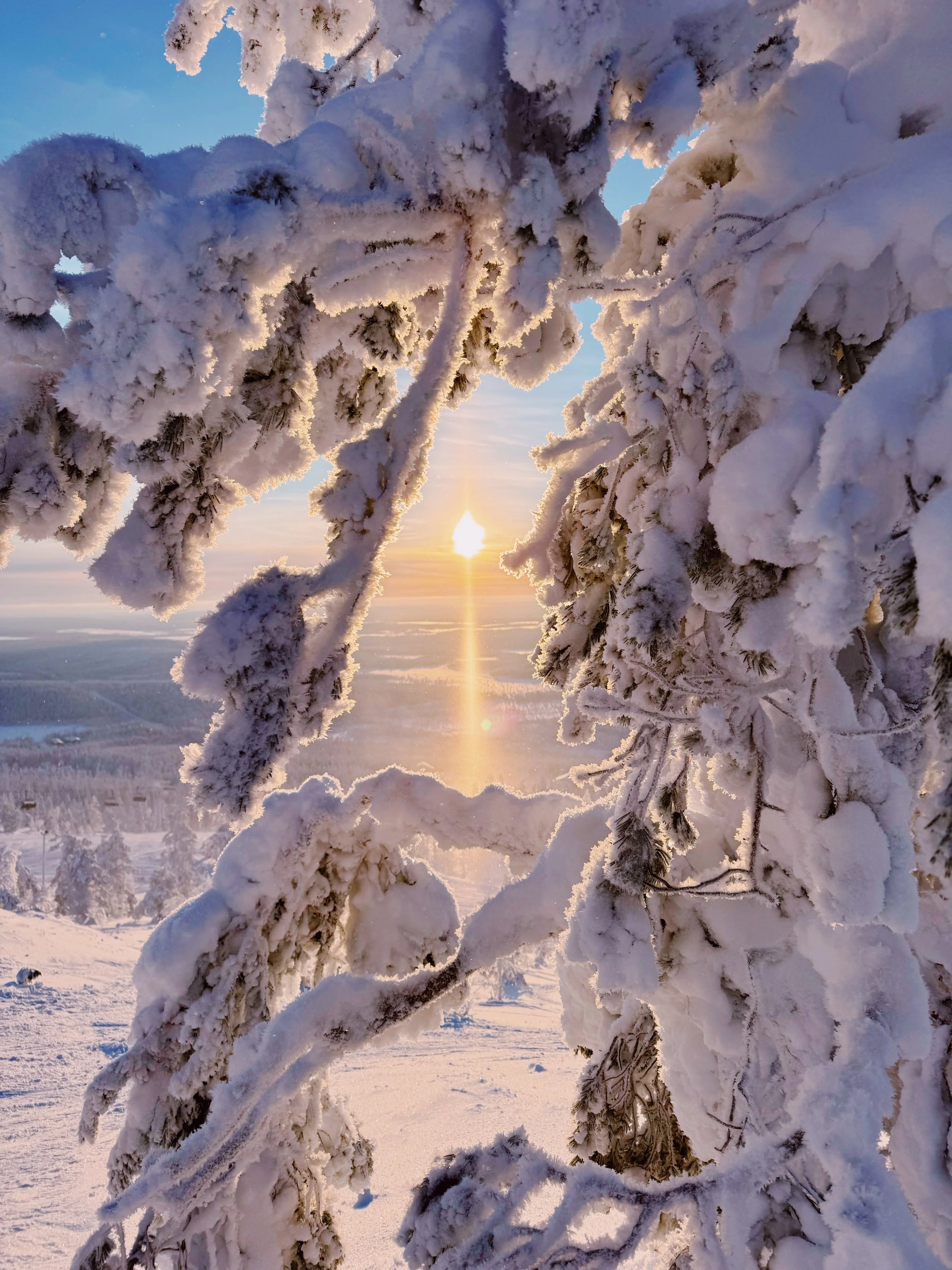 Schneebedeckte Bäume bei Sonnenuntergang in einer winterlichen Landschaft.