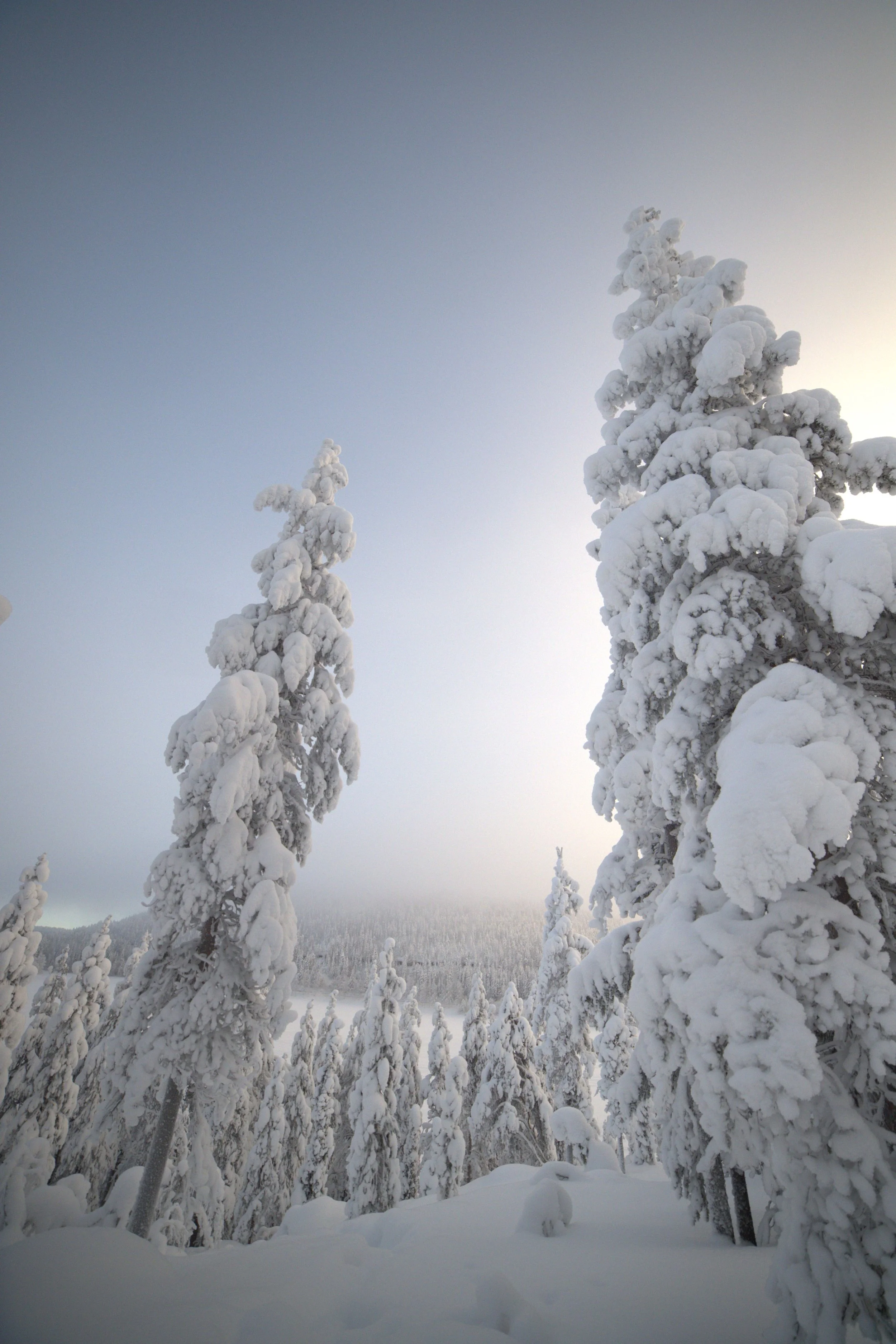 Schneebedeckte Bäume in einer winterlichen Landschaft bei Sonnenaufgang oder Sonnenuntergang, mit einem klaren Himmel im Hintergrund.