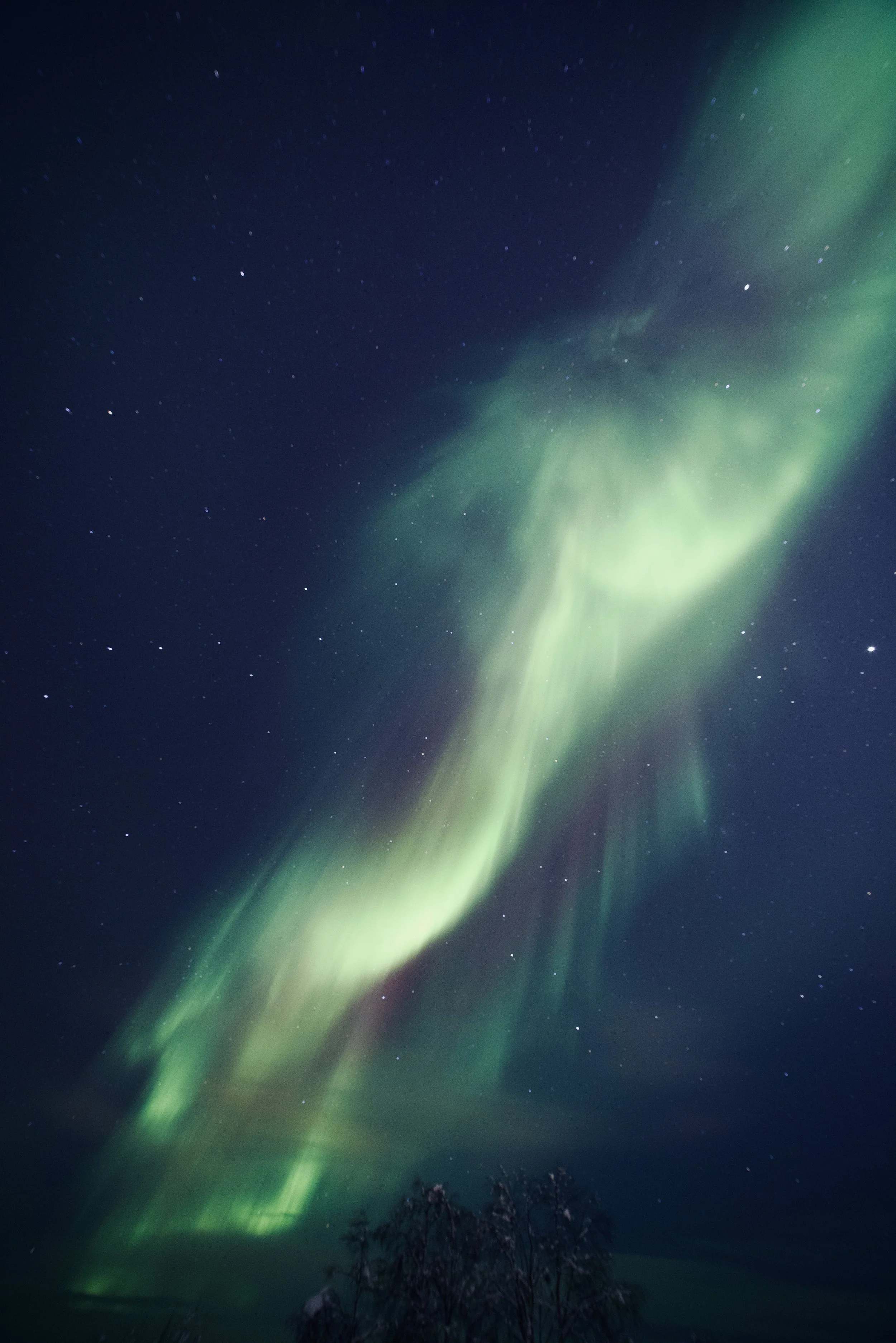 Die Nordlichter (Aurora Borealis) leuchten grün am Himmel, mit einigen Sternen sichtbar, und eine Silhouette eines Baumes ist im Vordergrund zu erkennen.