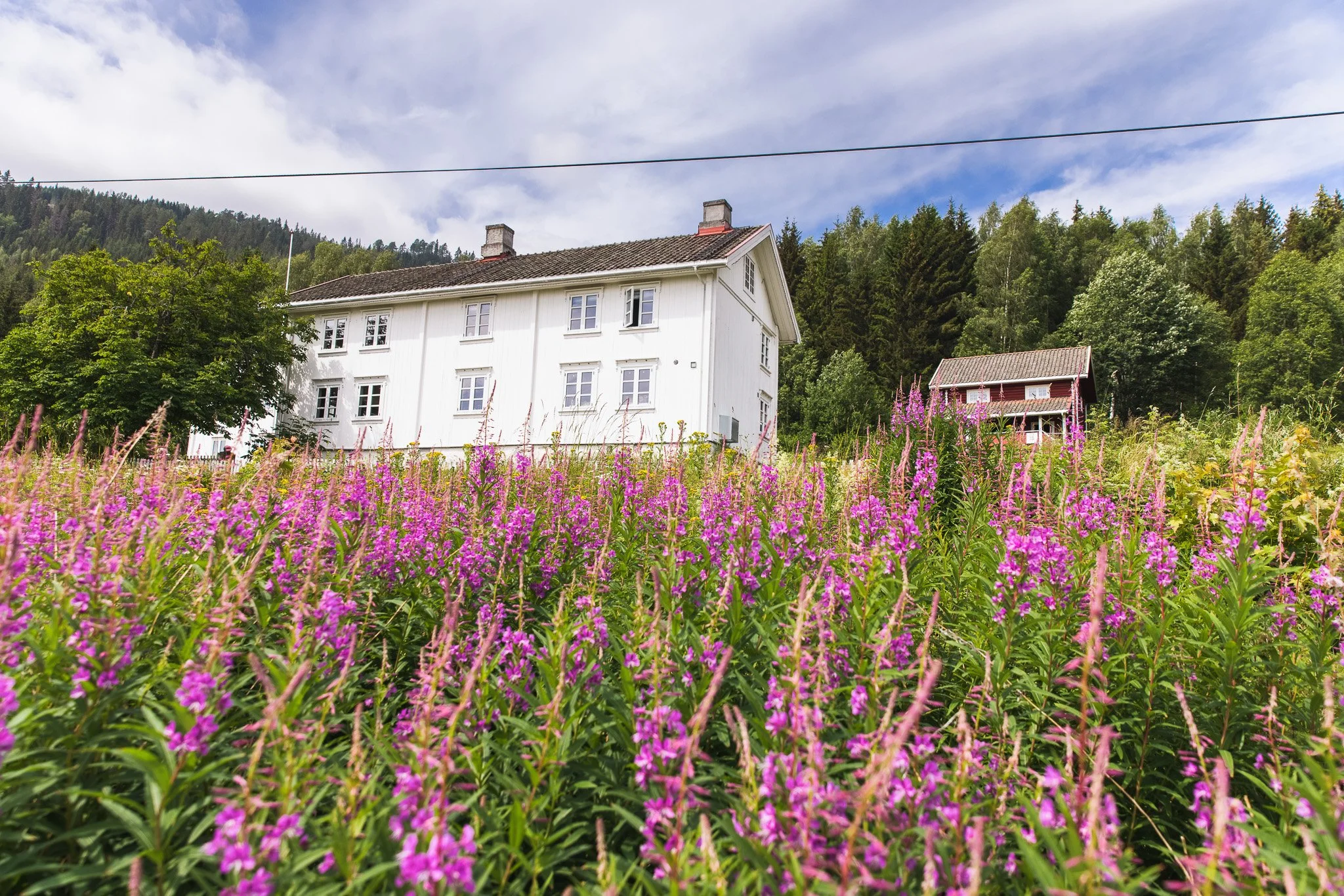 A white house with a gray roof surrounded by green trees and fields of pink and purple flowers, with a partly cloudy sky in the background.
