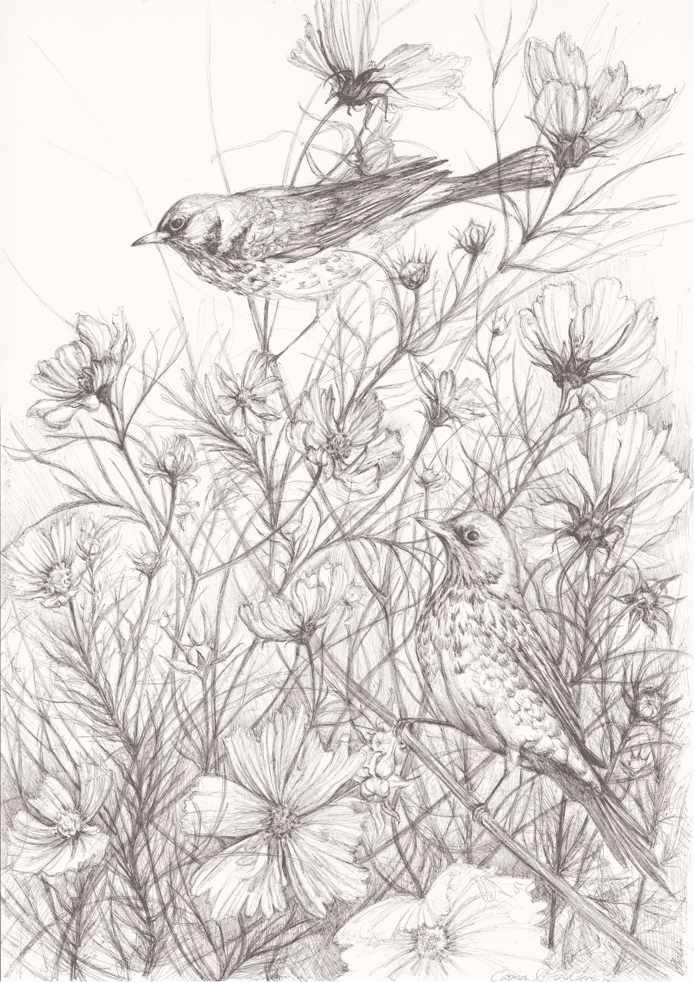 A detailed pencil sketch of two birds perched among numerous flowers and leaves, with intricate shading highlighting the textures of the birds and flora.
