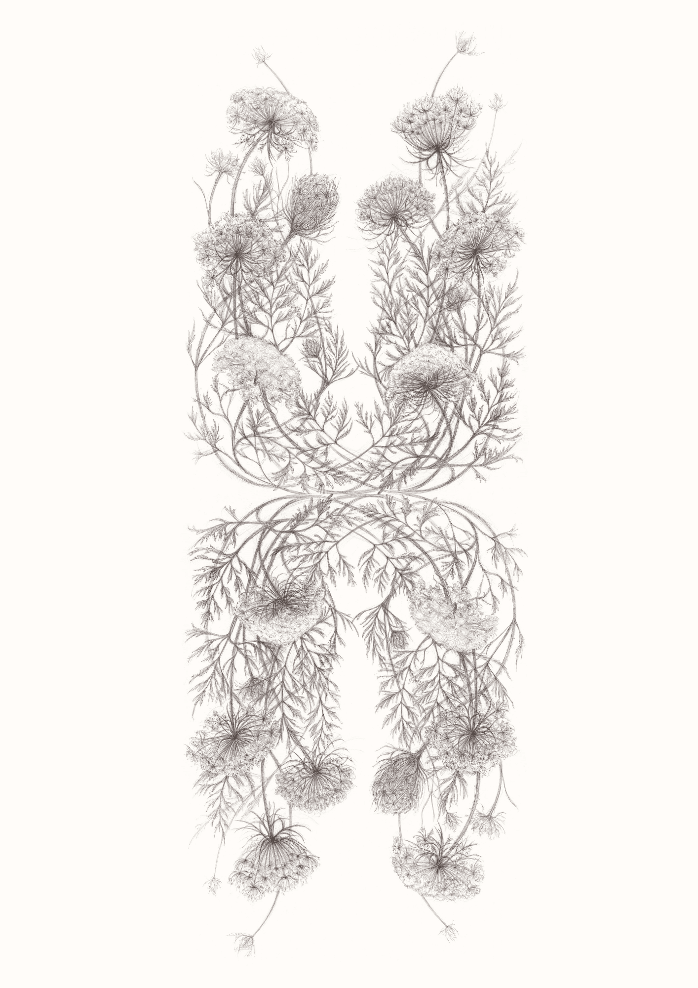Horseshoe Lace