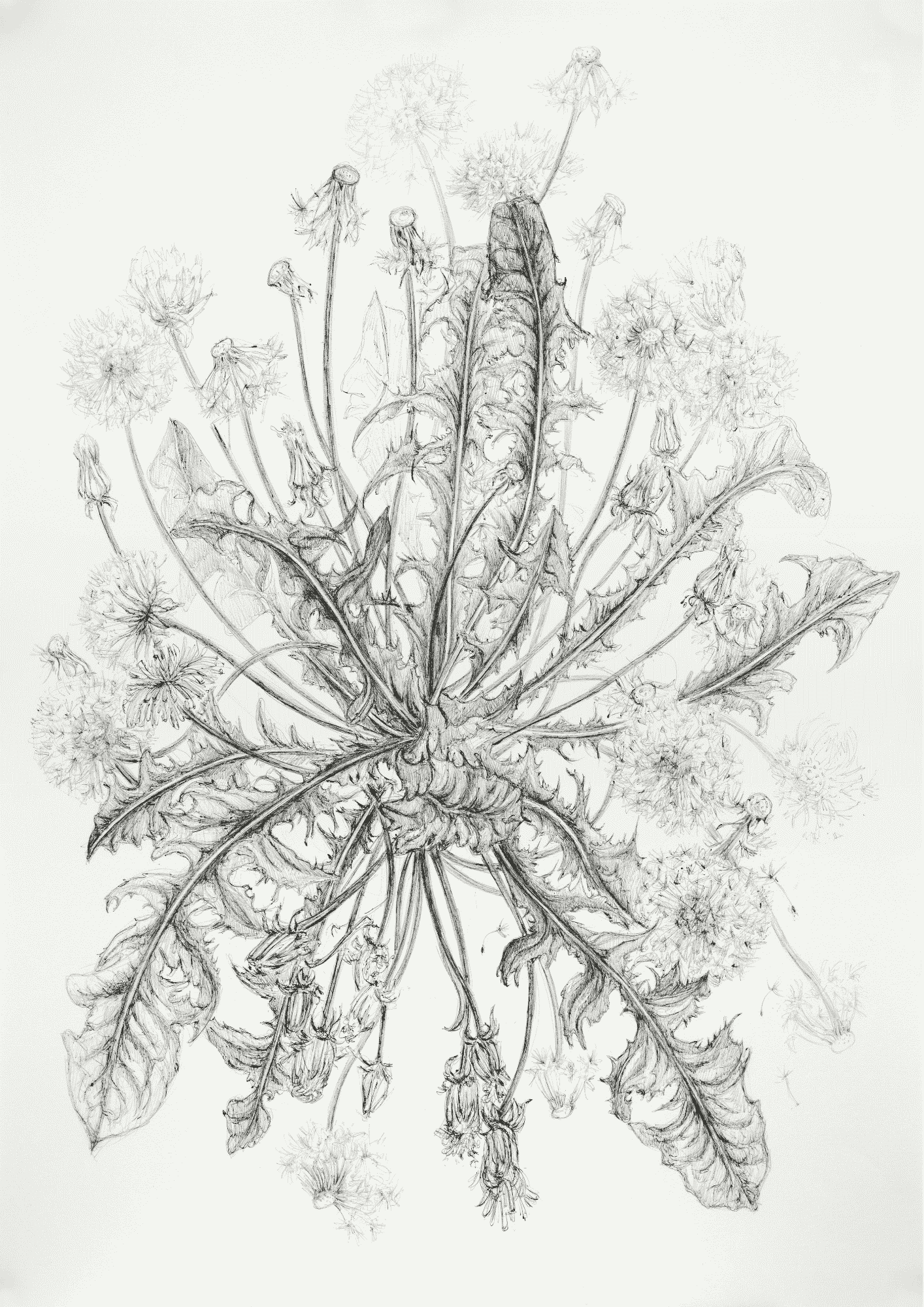 Detailed pencil sketch of a dandelion plant with leaves, stems, and seed heads