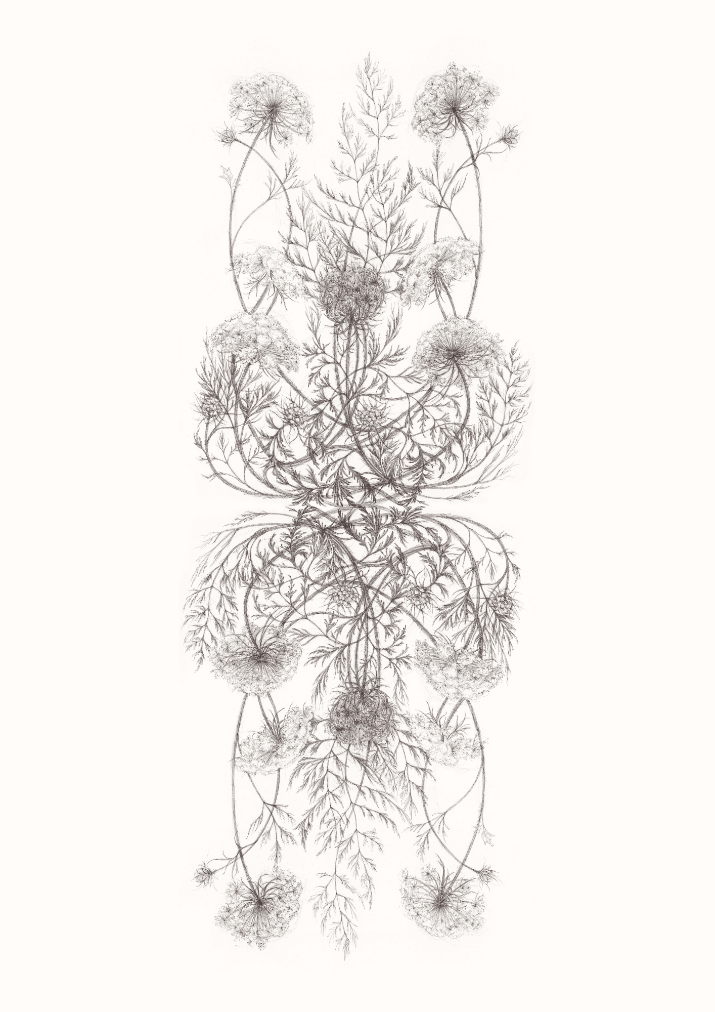 Teardrop Lace