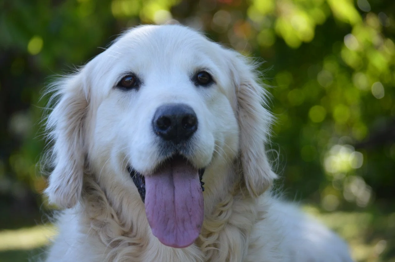 Le chien : bien plus qu’un animal de compagnie