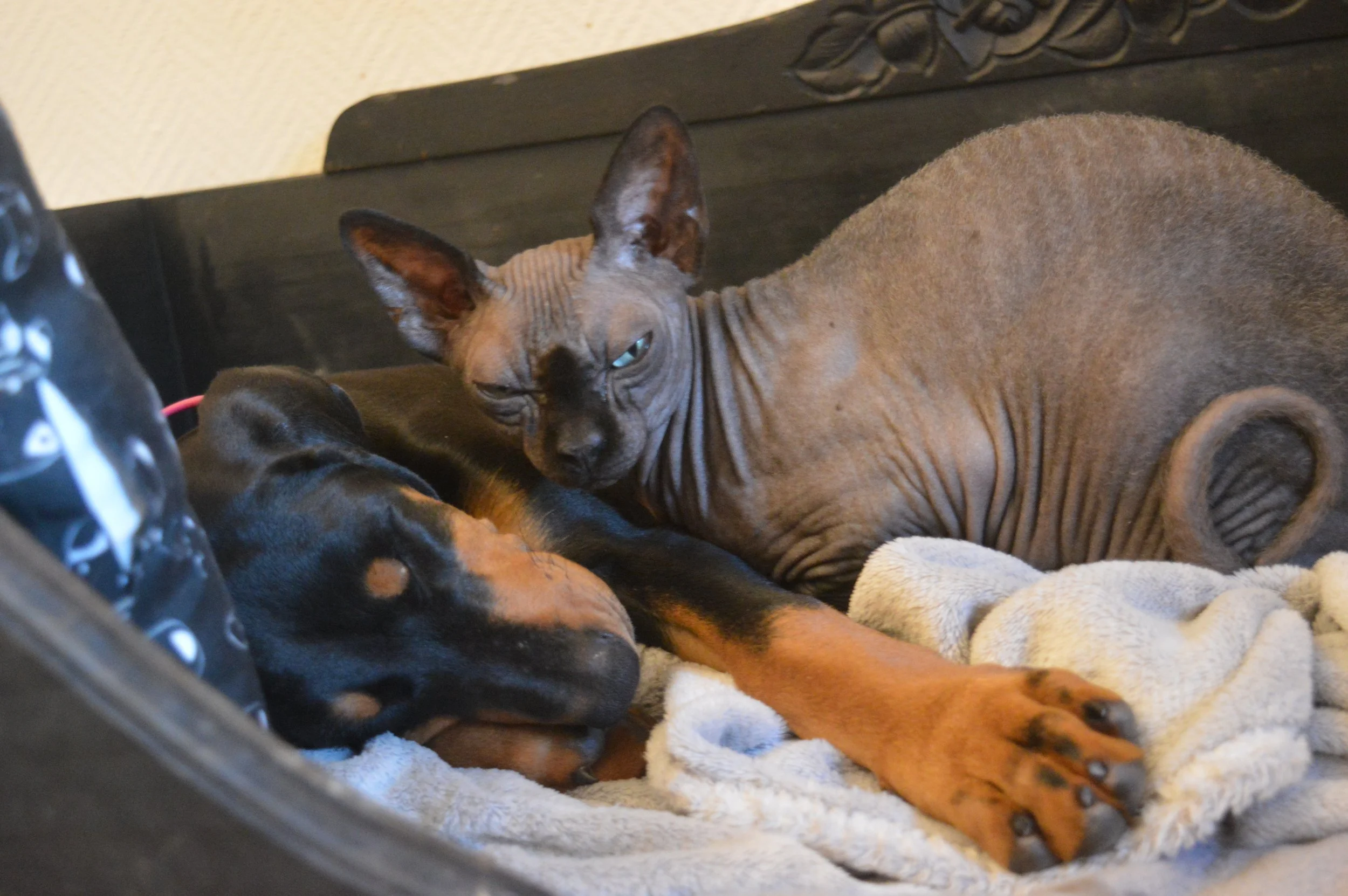 Chien et chat : conseils pour une bonne entente