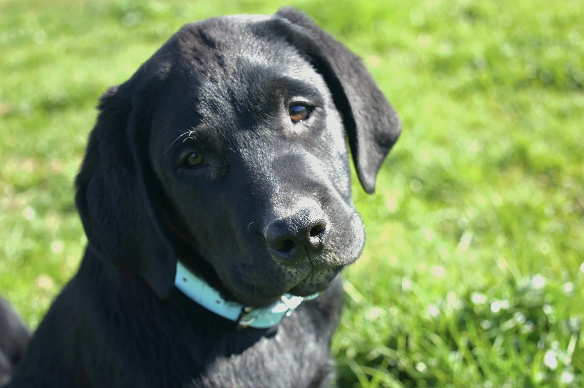 Apprendre la propreté à un chiot