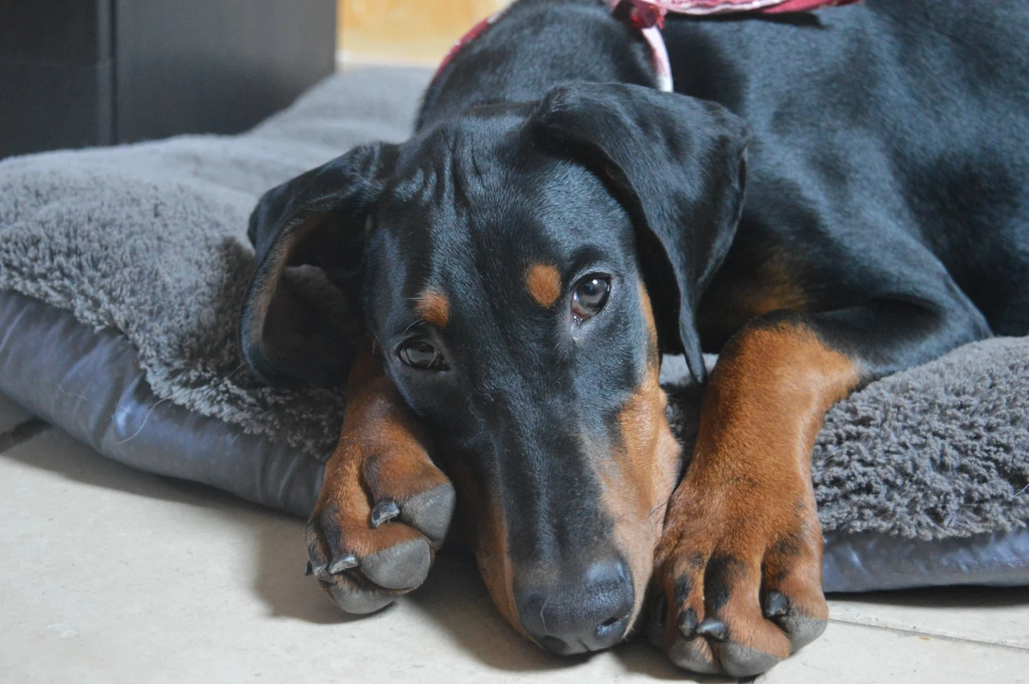 L’hyper attachement chez le chien