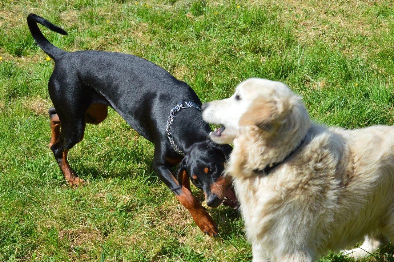 Deux chiens jouent ensemble dans une pelouse verte.