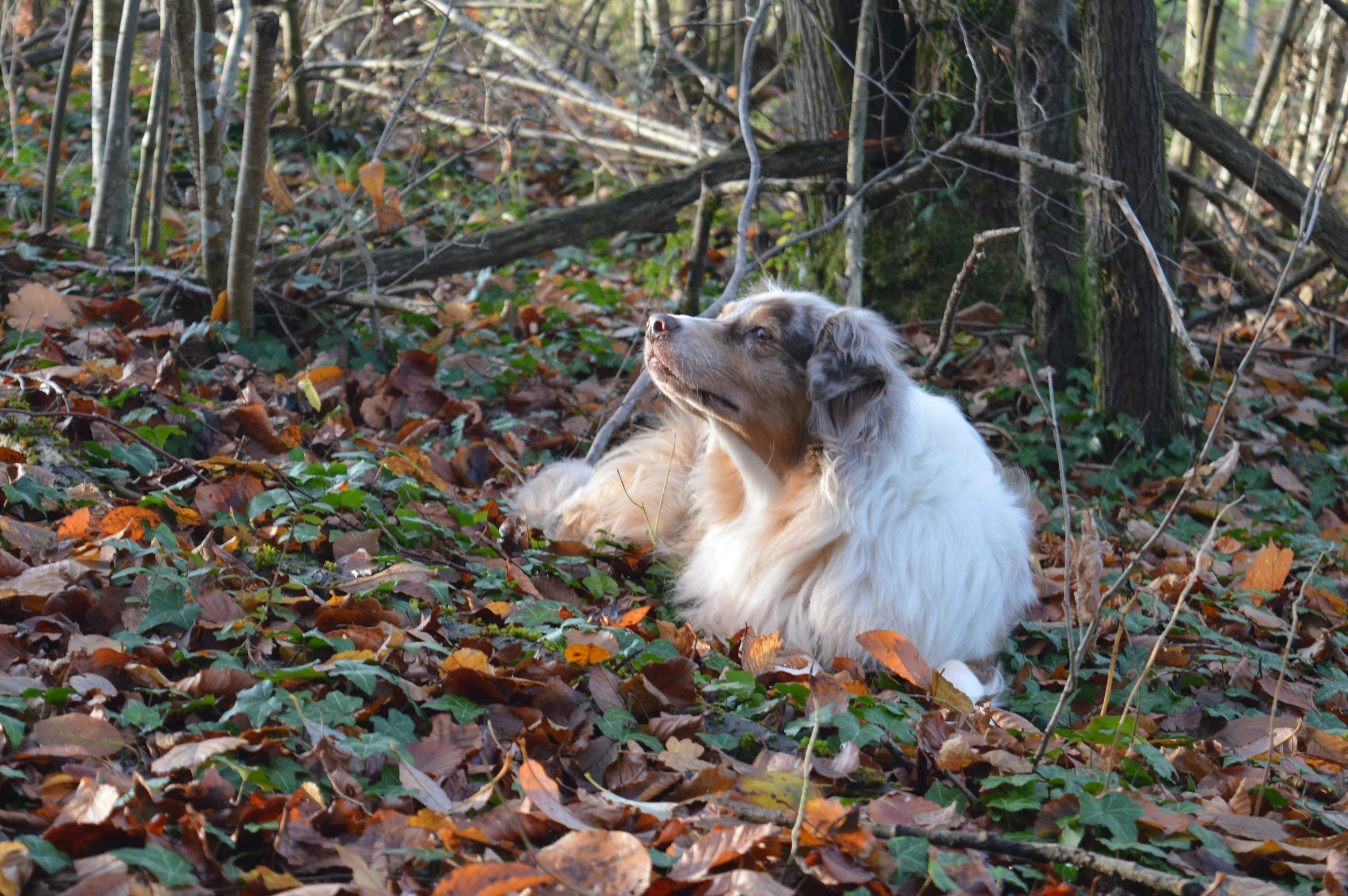 Un chien berger australien rouge merle et brun couché dans un sous-bois en automne, entouré de feuilles mortes et de branches.