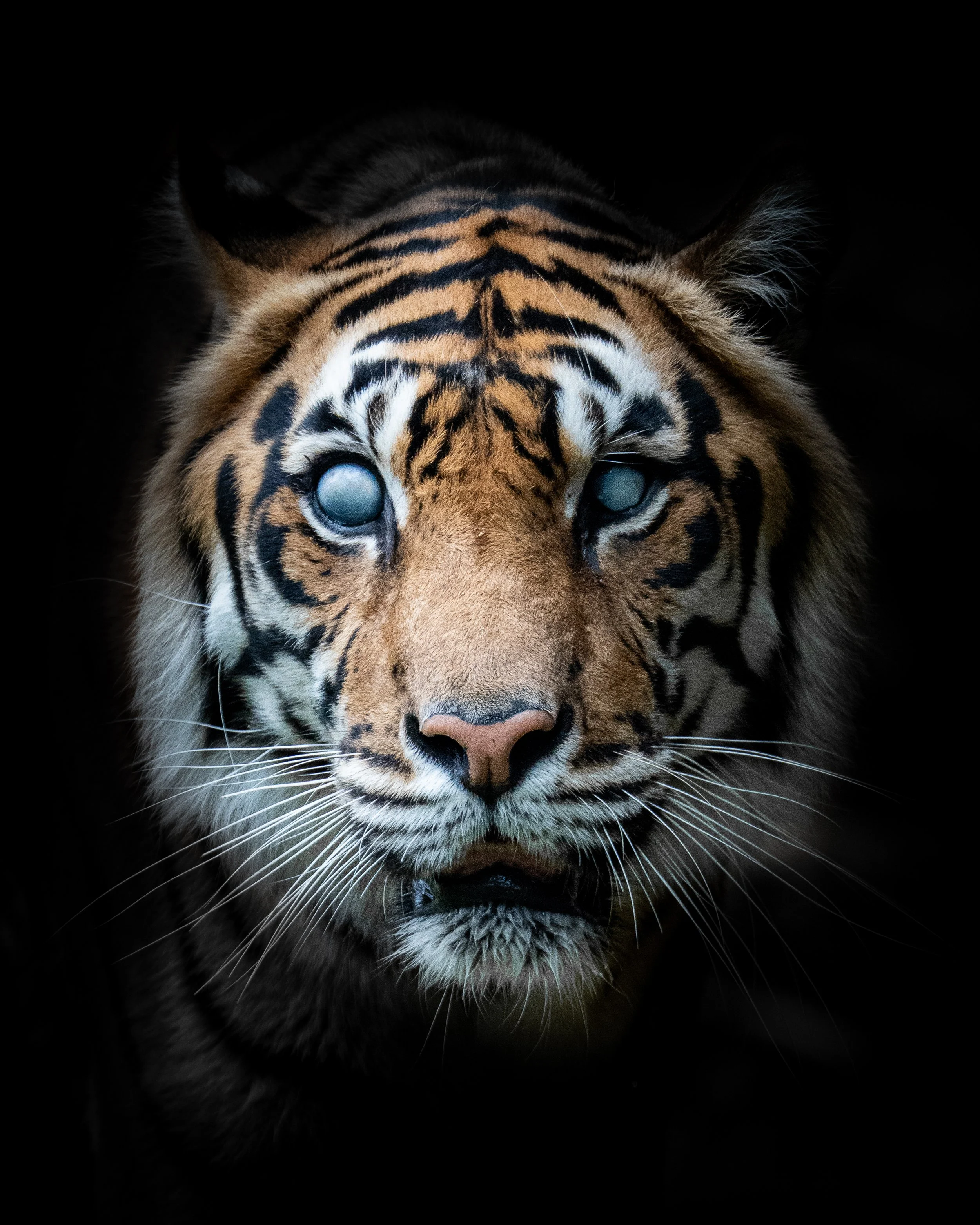 Close-up of a tiger's face with blue eyes, black stripes, and orange fur against a black background.