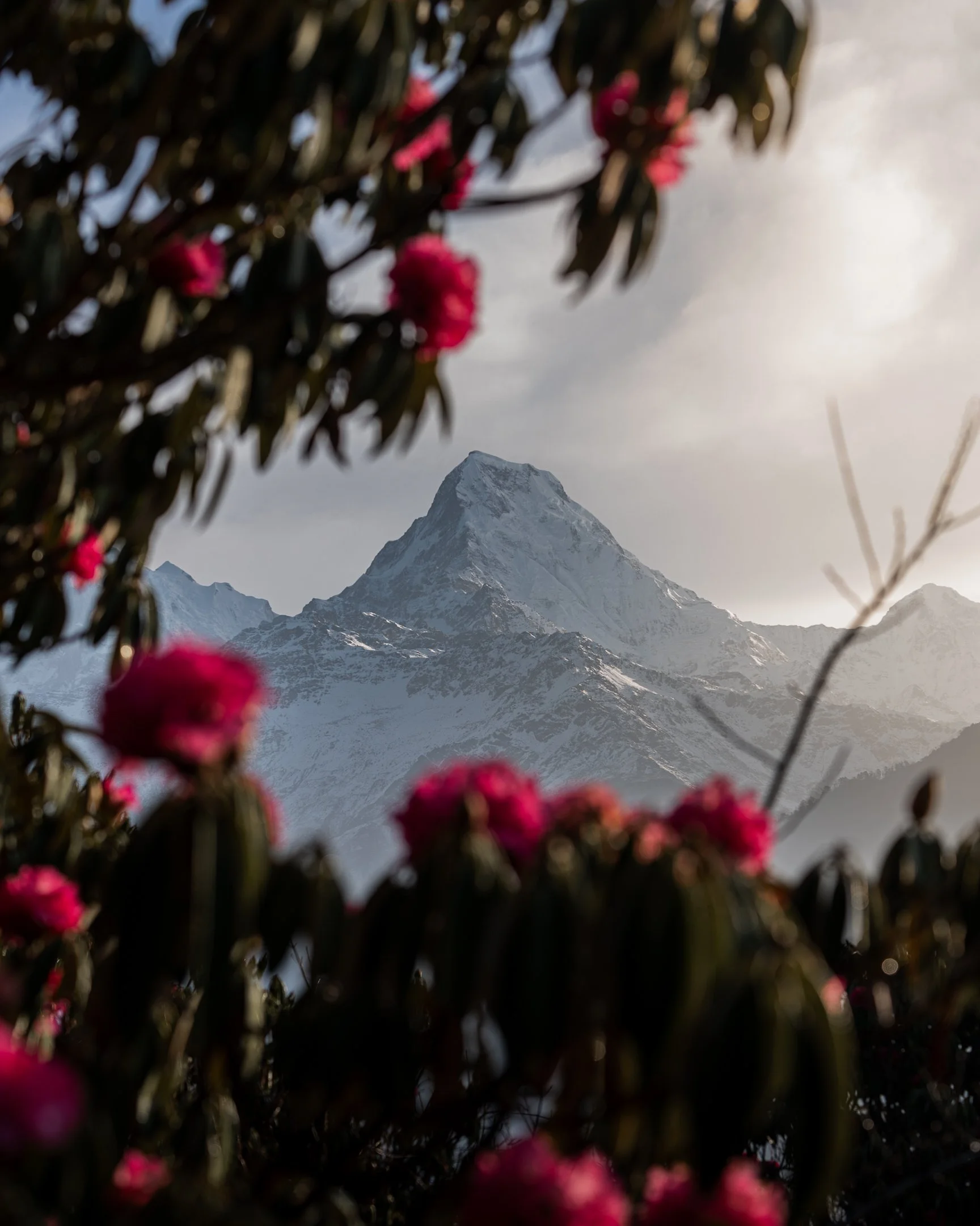 Snow-capped mountain peak in the distance with tree branches and pink flowers in the foreground under a cloudy sky.