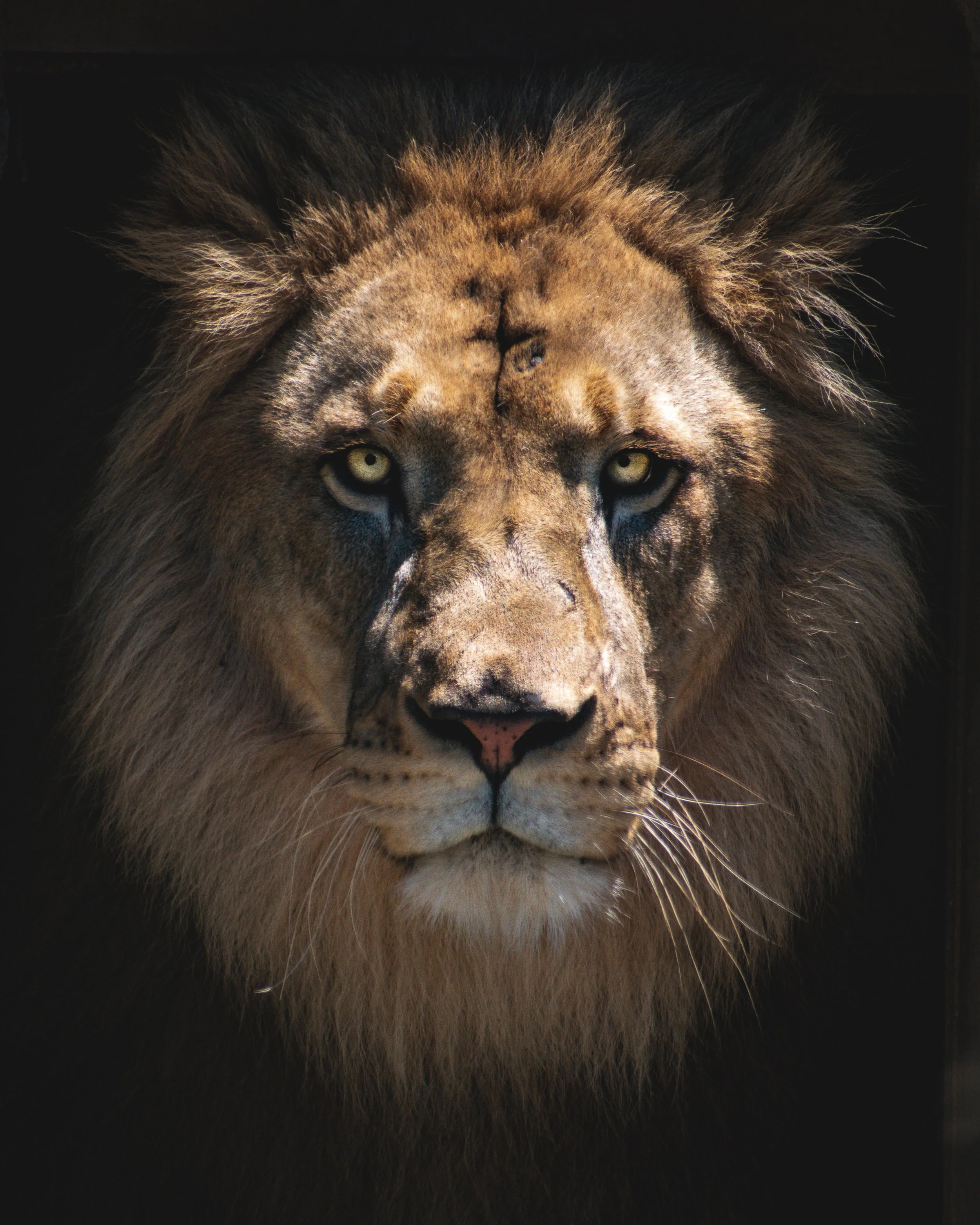 Close-up of a lion's face with intense piercing eyes and a thick mane, set against a dark background.