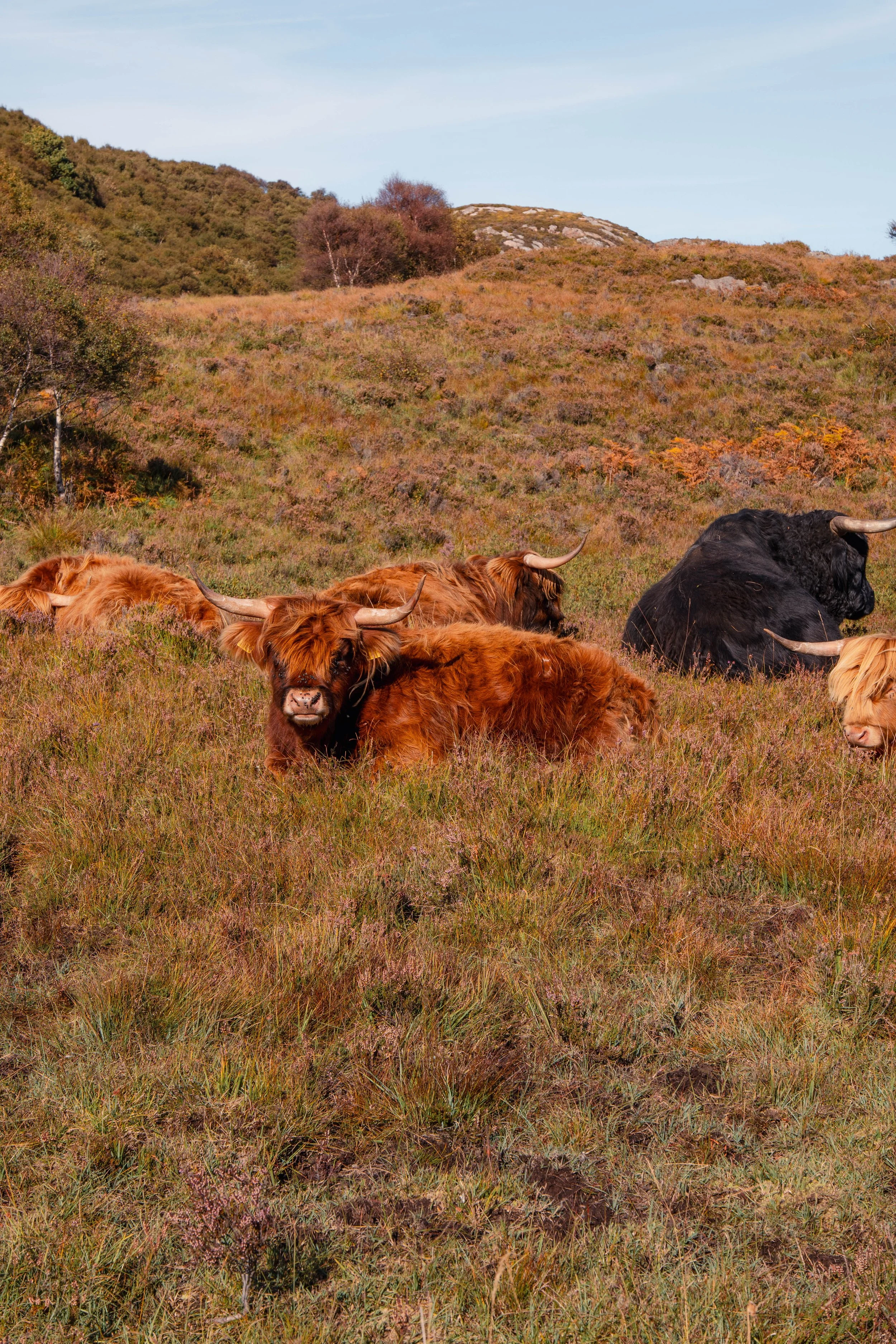 red point-1011957.jpg