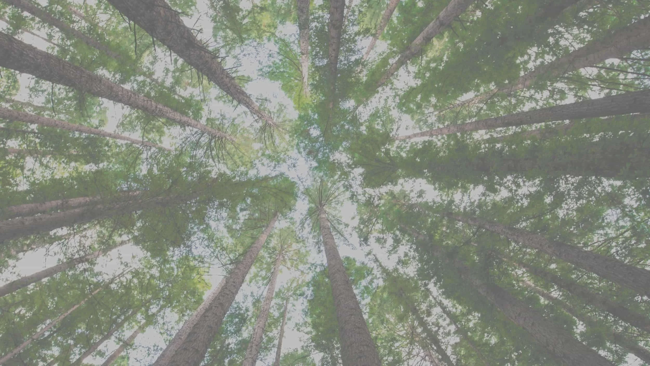 Tree-with-light