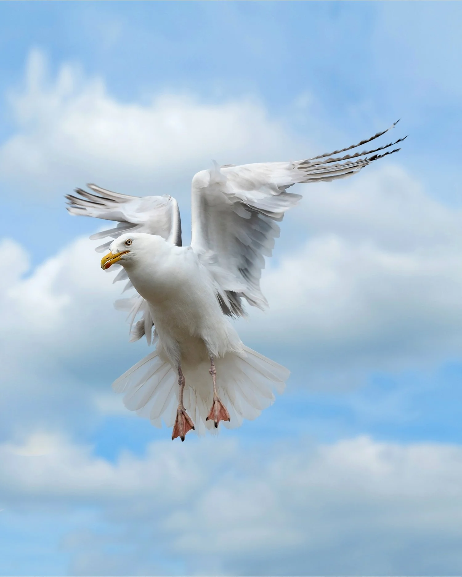 Gull