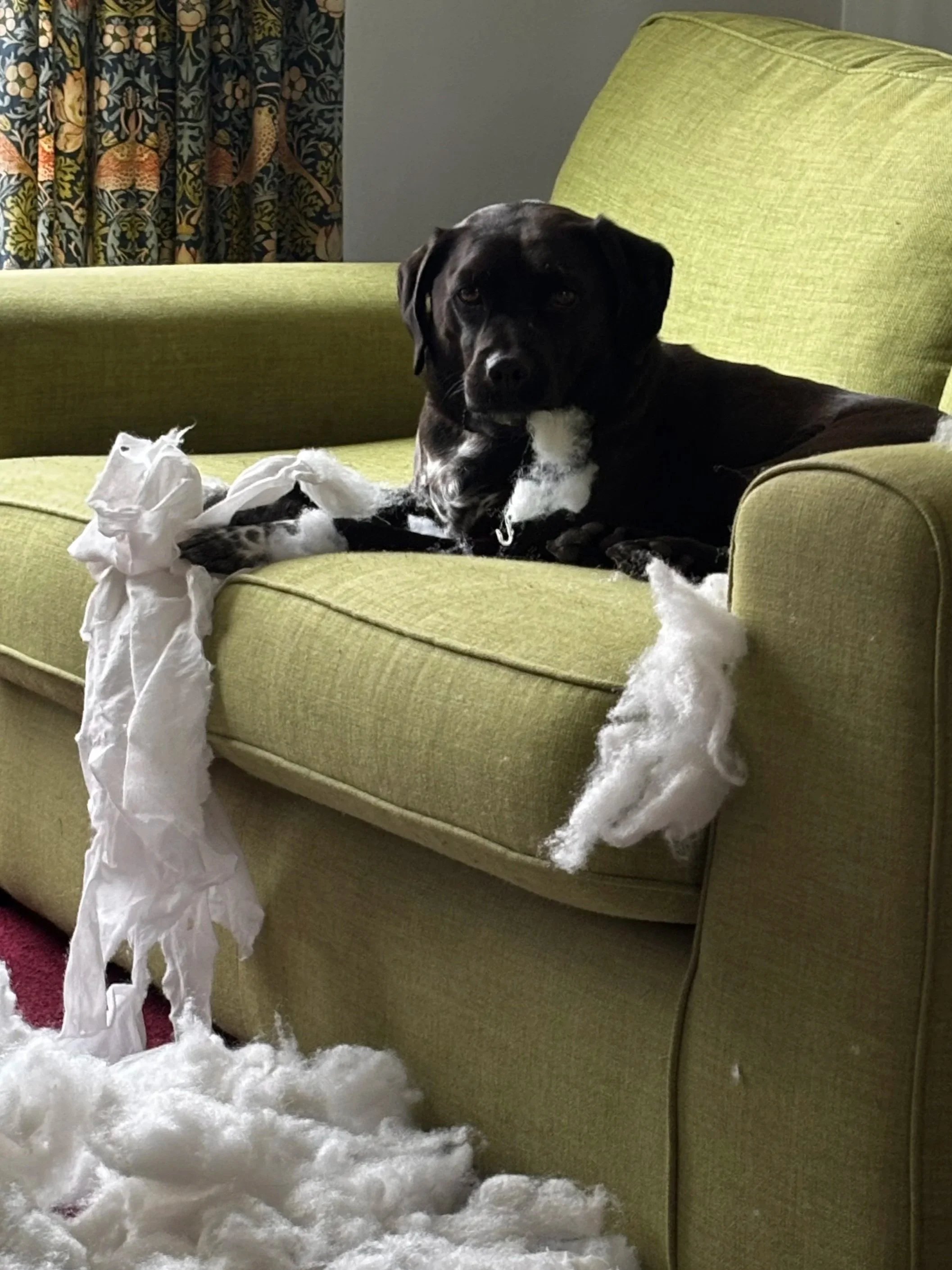 Fly is not allowed in the studio!