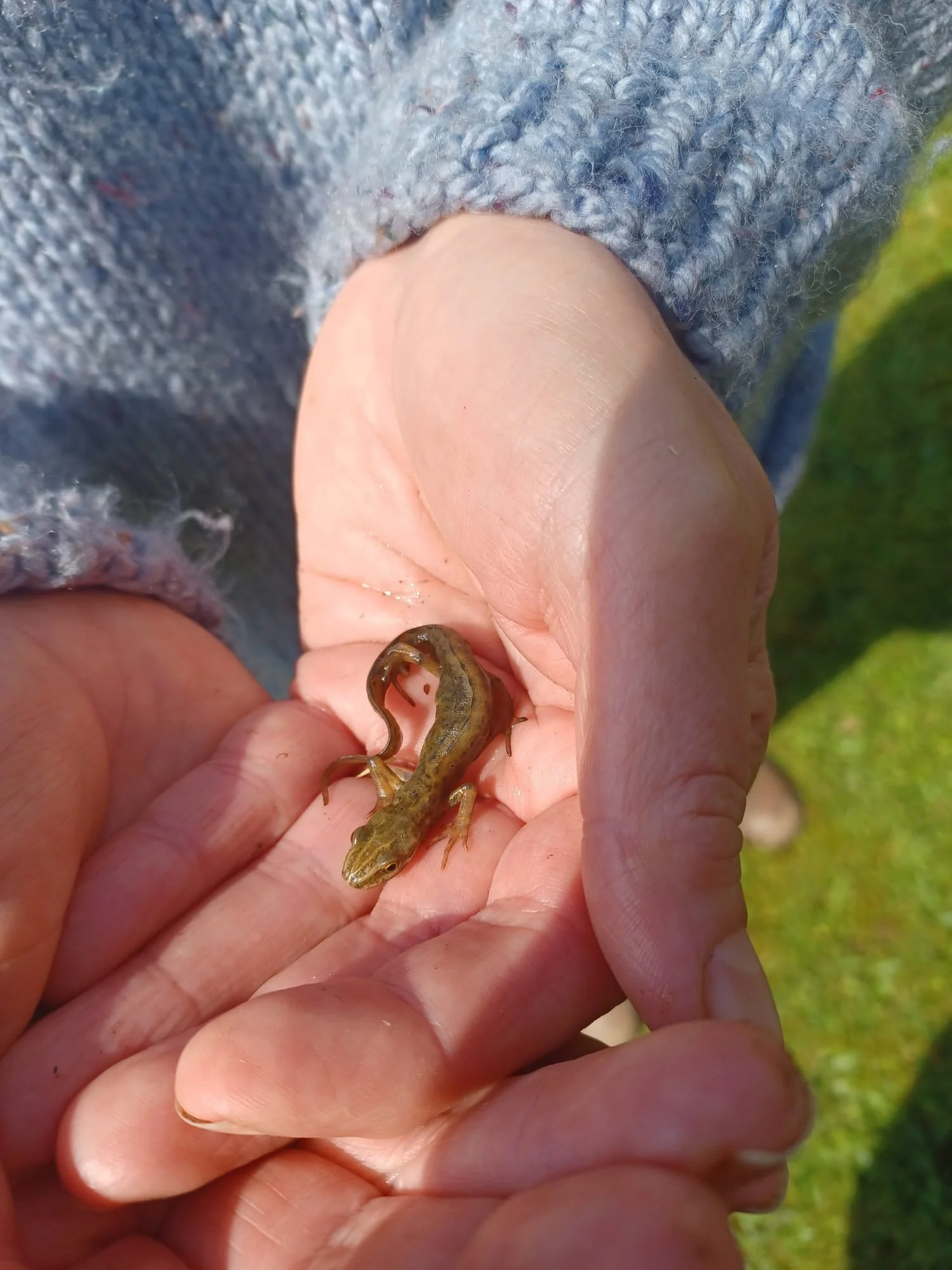 A person holding a small, elongated, slimy salamander with a shiny, moist body and tiny legs over a grassy area.