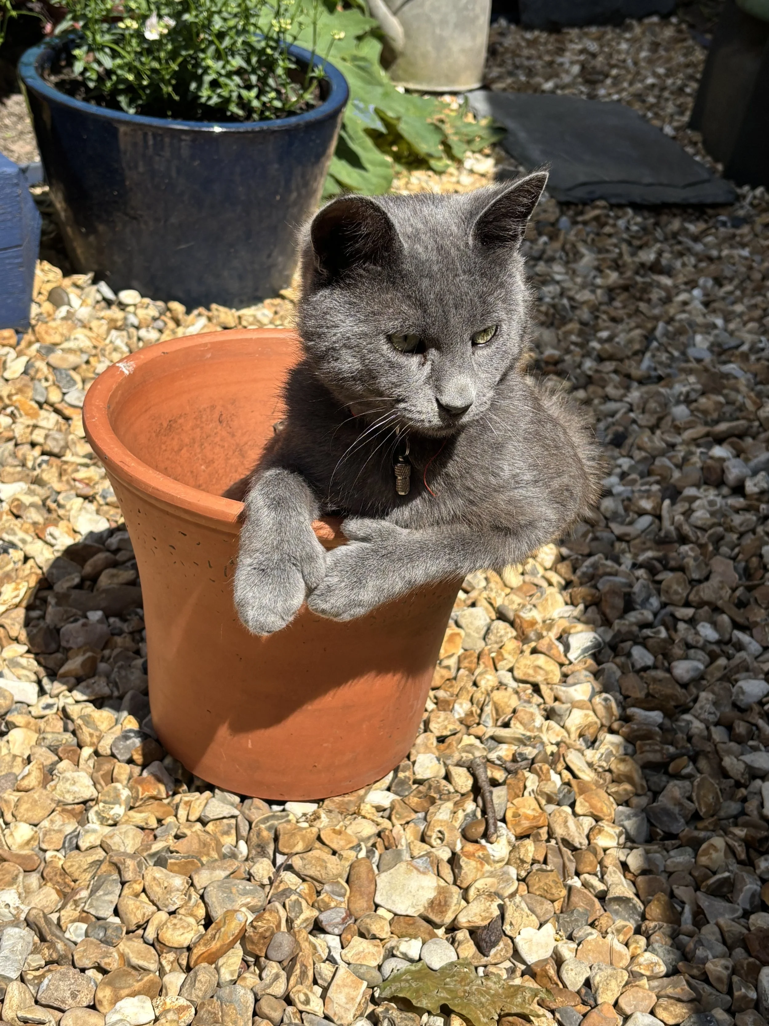 A gray cat sitting inside an empty orange flowerpot outdoors on a rocky surface with plants and rocks in the background.